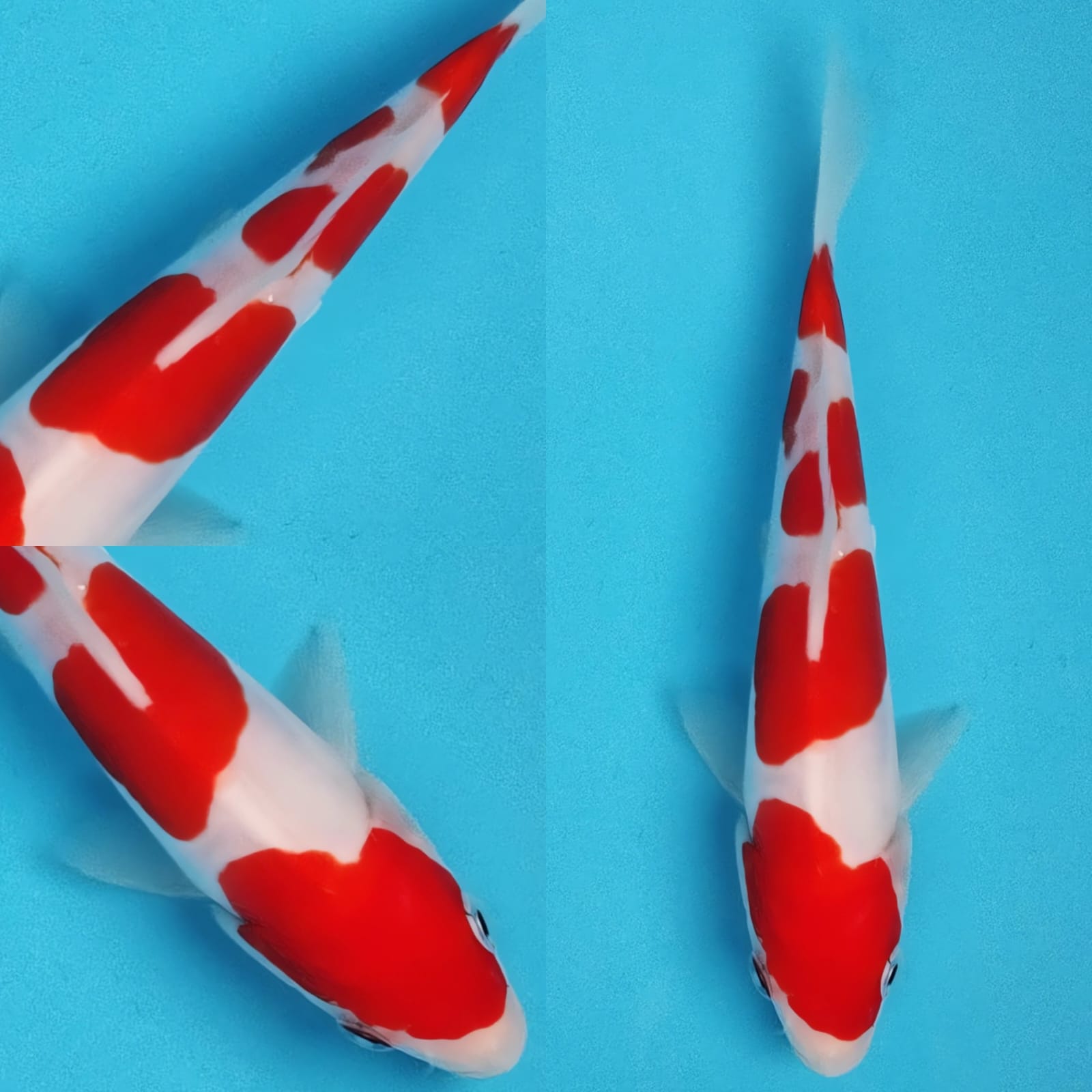 Lelang Koi Online, Jual Beli Ikan Koi, Pusat Jual Beli Koi, Info Lelang Koi Hari Ini, Platform Jual Beli Koi, Jual Beli Ikan Koi Online, Marketplace Ikan Koi, Jual Koi Terbaik, Tempat Beli Koi Berkualitas, Pasar Ikan Koi Online Terpercaya, Penjual Ikan Koi Terpercaya, Beli Koi Hias Online, Ikan Koi untuk Dijual, Koi Kualitas Terbaik, Toko Online Ikan Koi, Koi Hias Untuk Dijual, Jual Beli Ikan Koi Lokal, Koi Indonesia Online, Pusat Jual Beli Koi Terbesar