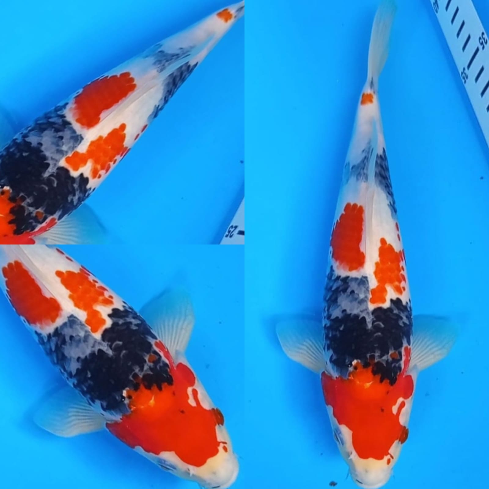 Lelang Koi Online, Jual Beli Ikan Koi, Pusat Jual Beli Koi, Info Lelang Koi Hari Ini, Platform Jual Beli Koi, Jual Beli Ikan Koi Online, Marketplace Ikan Koi, Jual Koi Terbaik, Tempat Beli Koi Berkualitas, Pasar Ikan Koi Online Terpercaya, Penjual Ikan Koi Terpercaya, Beli Koi Hias Online, Ikan Koi untuk Dijual, Koi Kualitas Terbaik, Toko Online Ikan Koi, Koi Hias Untuk Dijual, Jual Beli Ikan Koi Lokal, Koi Indonesia Online, Pusat Jual Beli Koi Terbesar