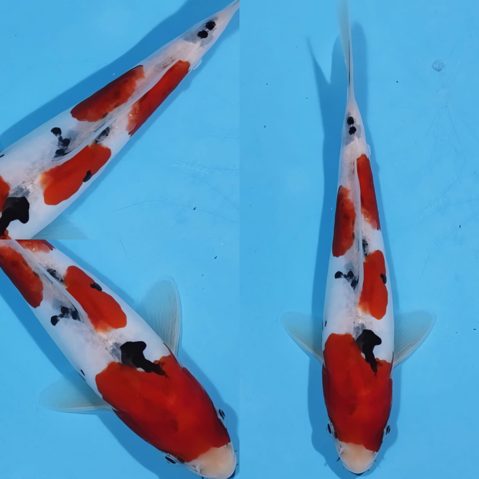 Lelang Koi Online, Jual Beli Ikan Koi, Pusat Jual Beli Koi, Info Lelang Koi Hari Ini, Platform Jual Beli Koi, Jual Beli Ikan Koi Online, Marketplace Ikan Koi, Jual Koi Terbaik, Tempat Beli Koi Berkualitas, Pasar Ikan Koi Online Terpercaya, Penjual Ikan Koi Terpercaya, Beli Koi Hias Online, Ikan Koi untuk Dijual, Koi Kualitas Terbaik, Toko Online Ikan Koi, Koi Hias Untuk Dijual, Jual Beli Ikan Koi Lokal, Koi Indonesia Online, Pusat Jual Beli Koi Terbesar