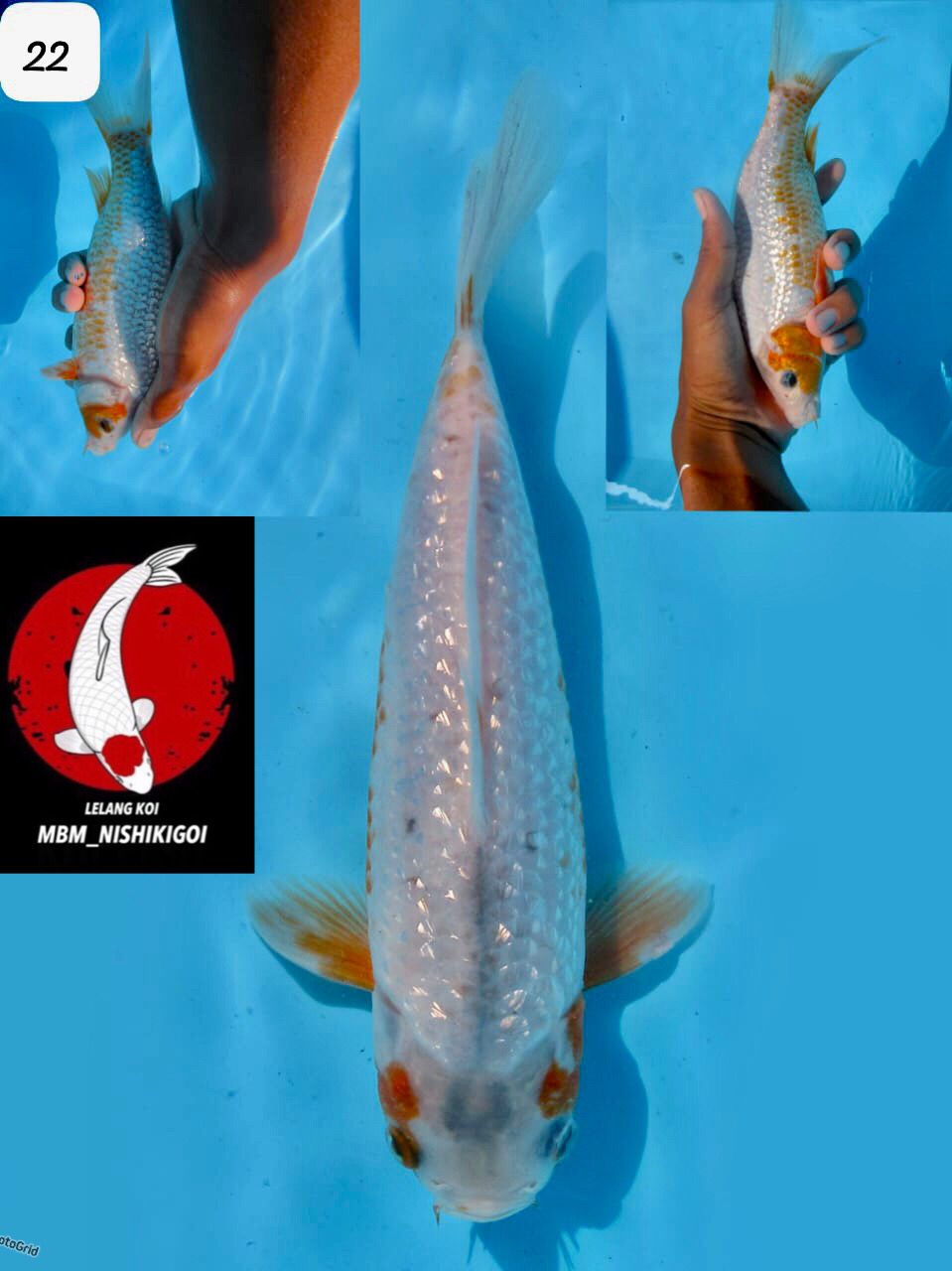 SABIKOYO GINGRIN F1 MARUSAI MALE 22cm