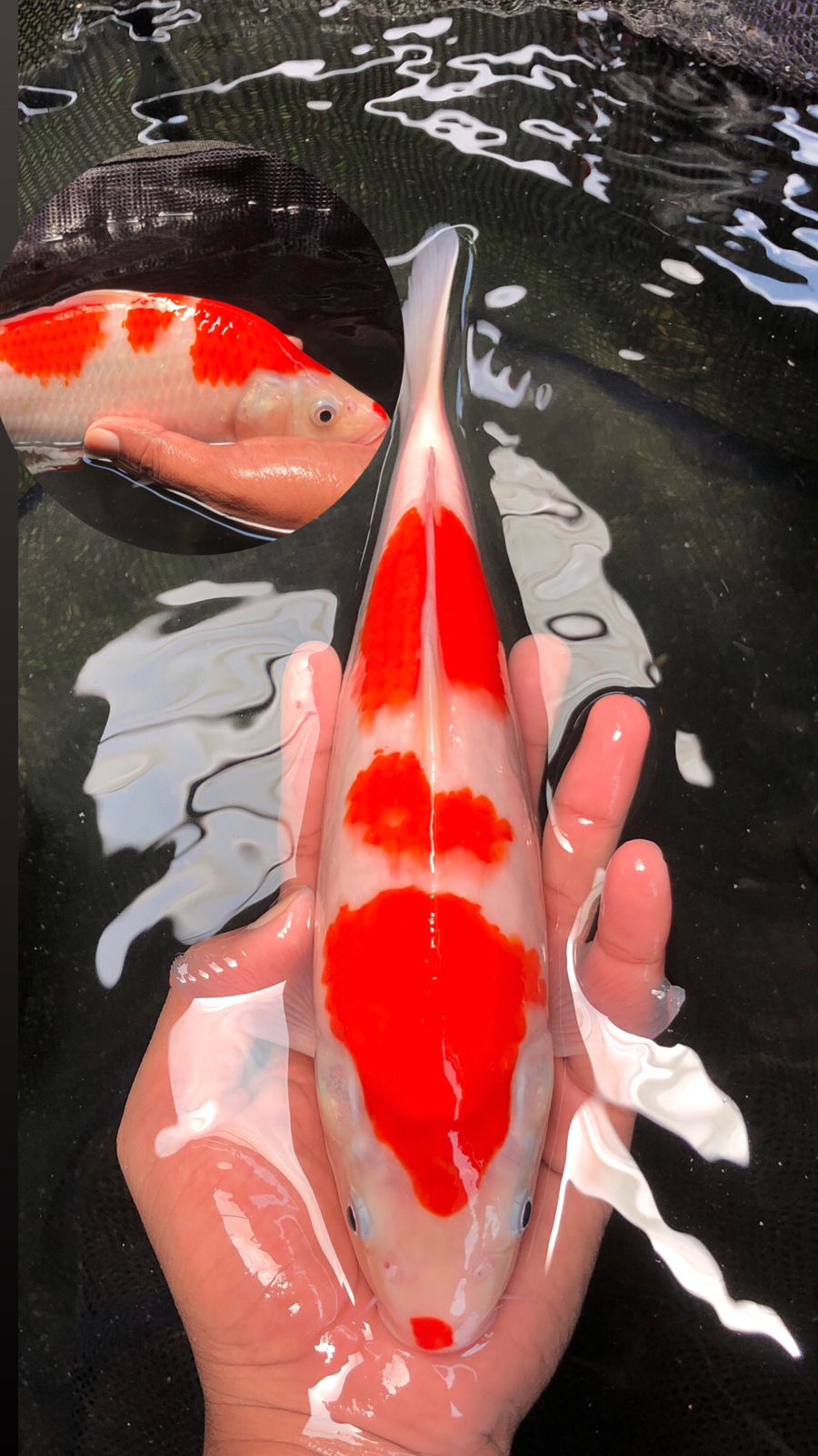 Lelang Koi Online, Jual Beli Ikan Koi, Pusat Jual Beli Koi, Info Lelang Koi Hari Ini, Platform Jual Beli Koi, Jual Beli Ikan Koi Online, Marketplace Ikan Koi, Jual Koi Terbaik, Tempat Beli Koi Berkualitas, Pasar Ikan Koi Online Terpercaya, Penjual Ikan Koi Terpercaya, Beli Koi Hias Online, Ikan Koi untuk Dijual, Koi Kualitas Terbaik, Toko Online Ikan Koi, Koi Hias Untuk Dijual, Jual Beli Ikan Koi Lokal, Koi Indonesia Online, Pusat Jual Beli Koi Terbesar