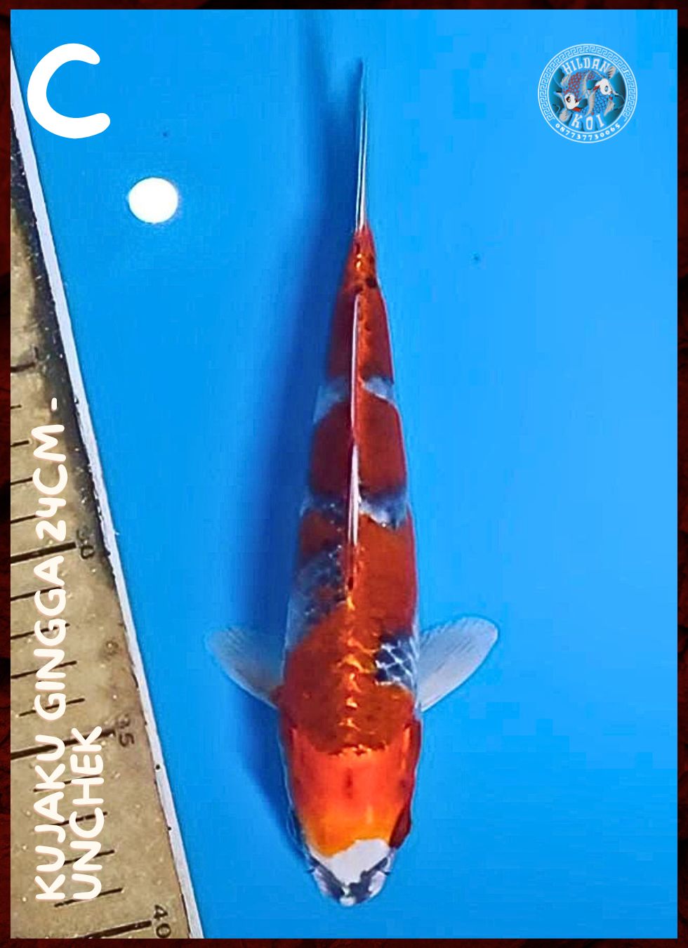 Lelang Koi Online, Jual Beli Ikan Koi, Pusat Jual Beli Koi, Info Lelang Koi Hari Ini, Platform Jual Beli Koi, Jual Beli Ikan Koi Online, Marketplace Ikan Koi, Jual Koi Terbaik, Tempat Beli Koi Berkualitas, Pasar Ikan Koi Online Terpercaya, Penjual Ikan Koi Terpercaya, Beli Koi Hias Online, Ikan Koi untuk Dijual, Koi Kualitas Terbaik, Toko Online Ikan Koi, Koi Hias Untuk Dijual, Jual Beli Ikan Koi Lokal, Koi Indonesia Online, Pusat Jual Beli Koi Terbesar