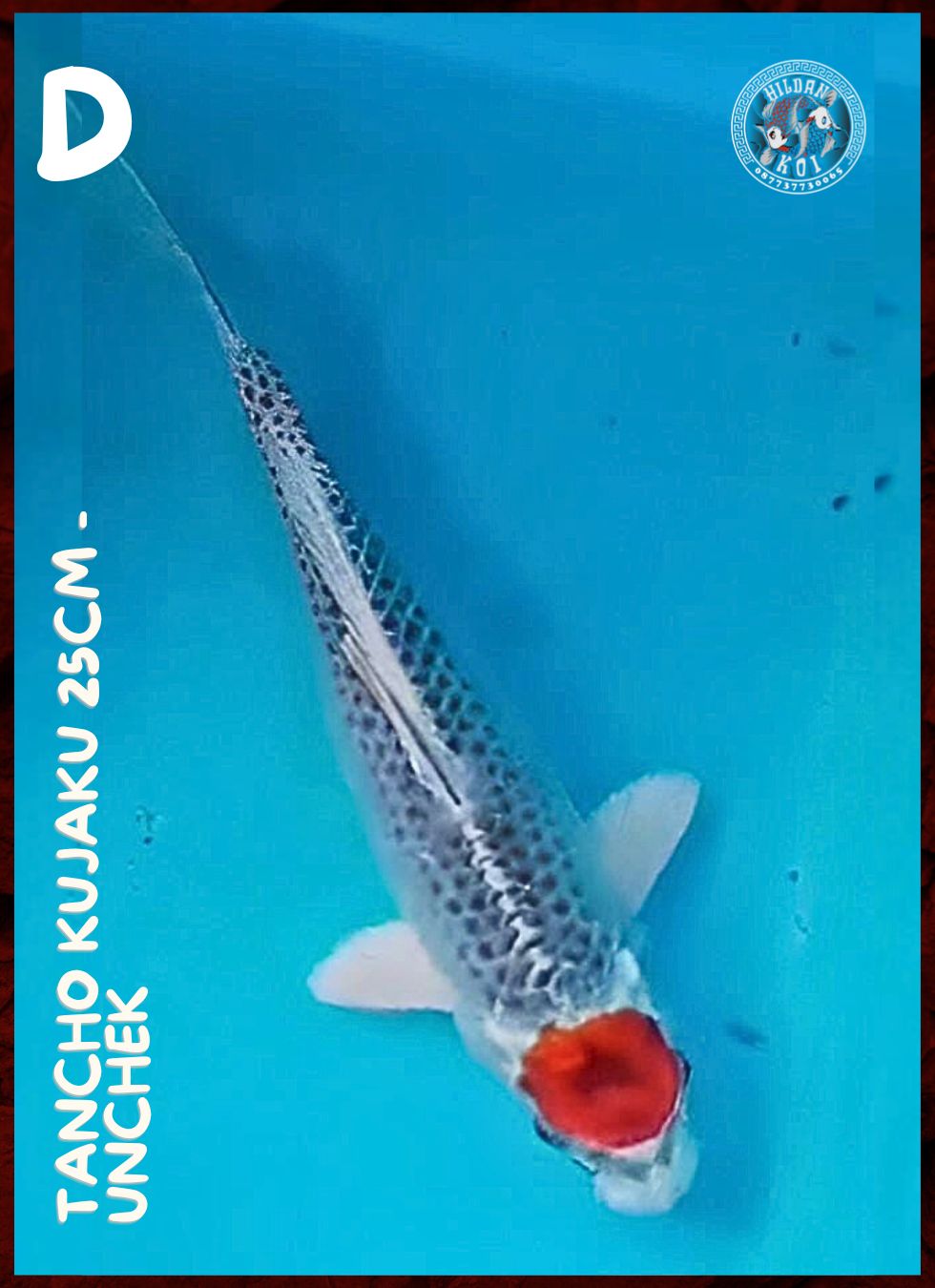 Lelang Koi Online, Jual Beli Ikan Koi, Pusat Jual Beli Koi, Info Lelang Koi Hari Ini, Platform Jual Beli Koi, Jual Beli Ikan Koi Online, Marketplace Ikan Koi, Jual Koi Terbaik, Tempat Beli Koi Berkualitas, Pasar Ikan Koi Online Terpercaya, Penjual Ikan Koi Terpercaya, Beli Koi Hias Online, Ikan Koi untuk Dijual, Koi Kualitas Terbaik, Toko Online Ikan Koi, Koi Hias Untuk Dijual, Jual Beli Ikan Koi Lokal, Koi Indonesia Online, Pusat Jual Beli Koi Terbesar