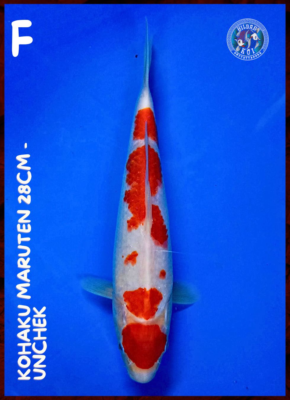 Lelang Koi Online, Jual Beli Ikan Koi, Pusat Jual Beli Koi, Info Lelang Koi Hari Ini, Platform Jual Beli Koi, Jual Beli Ikan Koi Online, Marketplace Ikan Koi, Jual Koi Terbaik, Tempat Beli Koi Berkualitas, Pasar Ikan Koi Online Terpercaya, Penjual Ikan Koi Terpercaya, Beli Koi Hias Online, Ikan Koi untuk Dijual, Koi Kualitas Terbaik, Toko Online Ikan Koi, Koi Hias Untuk Dijual, Jual Beli Ikan Koi Lokal, Koi Indonesia Online, Pusat Jual Beli Koi Terbesar