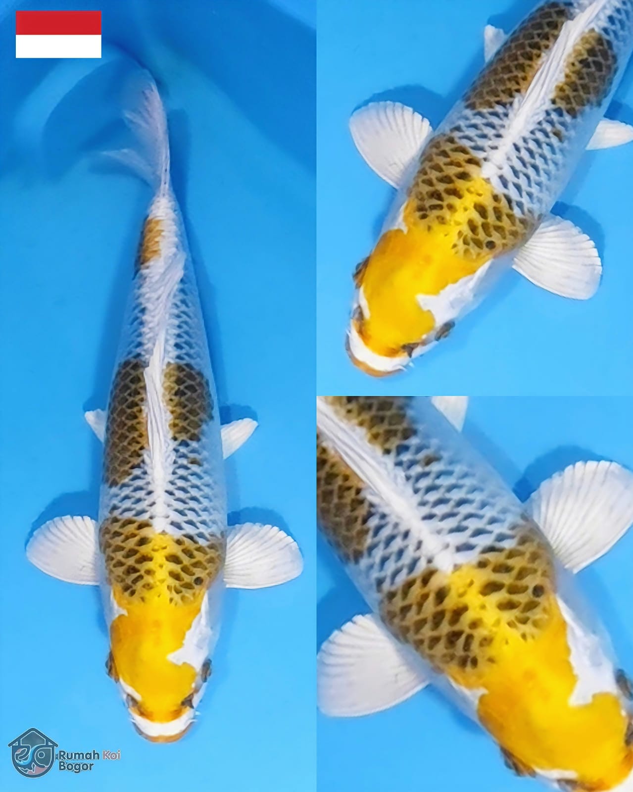 Lelang Koi Online, Jual Beli Ikan Koi, Pusat Jual Beli Koi, Info Lelang Koi Hari Ini, Platform Jual Beli Koi, Jual Beli Ikan Koi Online, Marketplace Ikan Koi, Jual Koi Terbaik, Tempat Beli Koi Berkualitas, Pasar Ikan Koi Online Terpercaya, Penjual Ikan Koi Terpercaya, Beli Koi Hias Online, Ikan Koi untuk Dijual, Koi Kualitas Terbaik, Toko Online Ikan Koi, Koi Hias Untuk Dijual, Jual Beli Ikan Koi Lokal, Koi Indonesia Online, Pusat Jual Beli Koi Terbesar