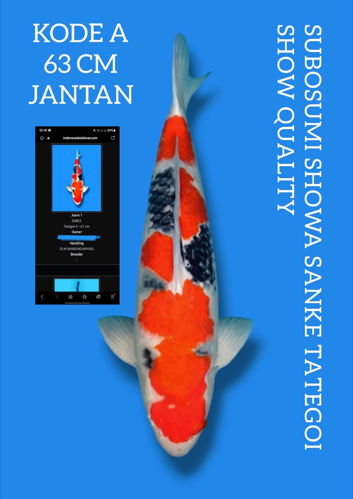 Lelang Koi Online, Jual Beli Ikan Koi, Pusat Jual Beli Koi, Info Lelang Koi Hari Ini, Platform Jual Beli Koi, Jual Beli Ikan Koi Online, Marketplace Ikan Koi, Jual Koi Terbaik, Tempat Beli Koi Berkualitas, Pasar Ikan Koi Online Terpercaya, Penjual Ikan Koi Terpercaya, Beli Koi Hias Online, Ikan Koi untuk Dijual, Koi Kualitas Terbaik, Toko Online Ikan Koi, Koi Hias Untuk Dijual, Jual Beli Ikan Koi Lokal, Koi Indonesia Online, Pusat Jual Beli Koi Terbesar