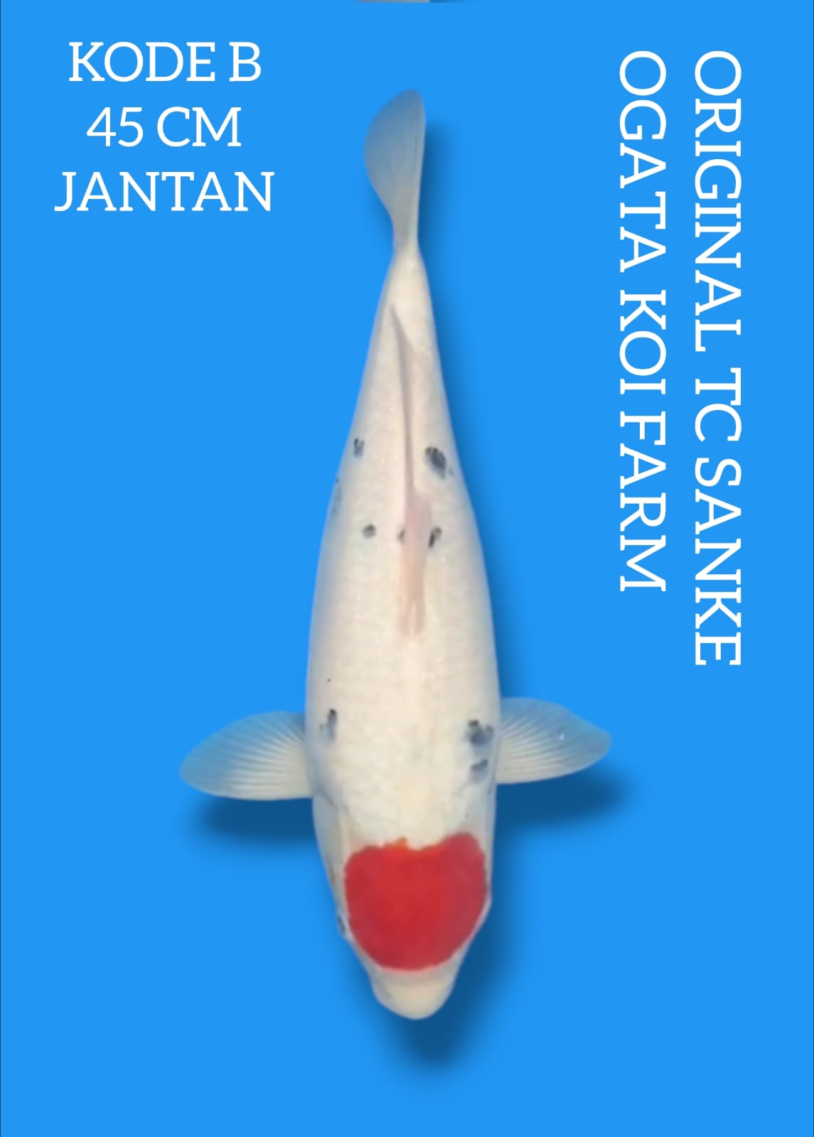 Lelang Koi Online, Jual Beli Ikan Koi, Pusat Jual Beli Koi, Info Lelang Koi Hari Ini, Platform Jual Beli Koi, Jual Beli Ikan Koi Online, Marketplace Ikan Koi, Jual Koi Terbaik, Tempat Beli Koi Berkualitas, Pasar Ikan Koi Online Terpercaya, Penjual Ikan Koi Terpercaya, Beli Koi Hias Online, Ikan Koi untuk Dijual, Koi Kualitas Terbaik, Toko Online Ikan Koi, Koi Hias Untuk Dijual, Jual Beli Ikan Koi Lokal, Koi Indonesia Online, Pusat Jual Beli Koi Terbesar