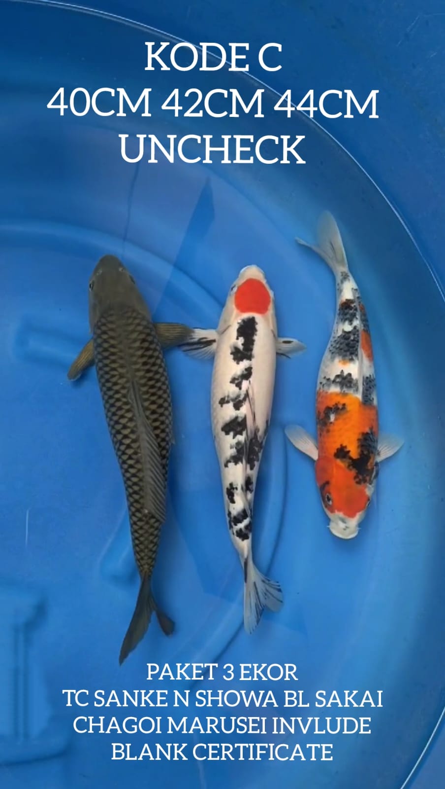 Lelang Koi Online, Jual Beli Ikan Koi, Pusat Jual Beli Koi, Info Lelang Koi Hari Ini, Platform Jual Beli Koi, Jual Beli Ikan Koi Online, Marketplace Ikan Koi, Jual Koi Terbaik, Tempat Beli Koi Berkualitas, Pasar Ikan Koi Online Terpercaya, Penjual Ikan Koi Terpercaya, Beli Koi Hias Online, Ikan Koi untuk Dijual, Koi Kualitas Terbaik, Toko Online Ikan Koi, Koi Hias Untuk Dijual, Jual Beli Ikan Koi Lokal, Koi Indonesia Online, Pusat Jual Beli Koi Terbesar