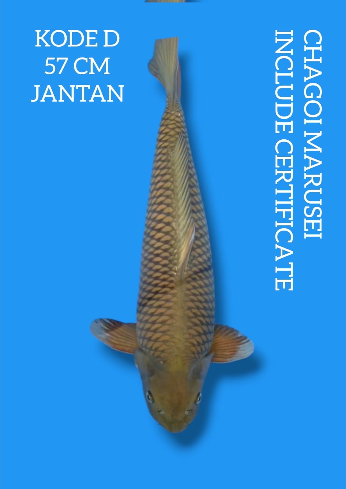 Lelang Koi Online, Jual Beli Ikan Koi, Pusat Jual Beli Koi, Info Lelang Koi Hari Ini, Platform Jual Beli Koi, Jual Beli Ikan Koi Online, Marketplace Ikan Koi, Jual Koi Terbaik, Tempat Beli Koi Berkualitas, Pasar Ikan Koi Online Terpercaya, Penjual Ikan Koi Terpercaya, Beli Koi Hias Online, Ikan Koi untuk Dijual, Koi Kualitas Terbaik, Toko Online Ikan Koi, Koi Hias Untuk Dijual, Jual Beli Ikan Koi Lokal, Koi Indonesia Online, Pusat Jual Beli Koi Terbesar