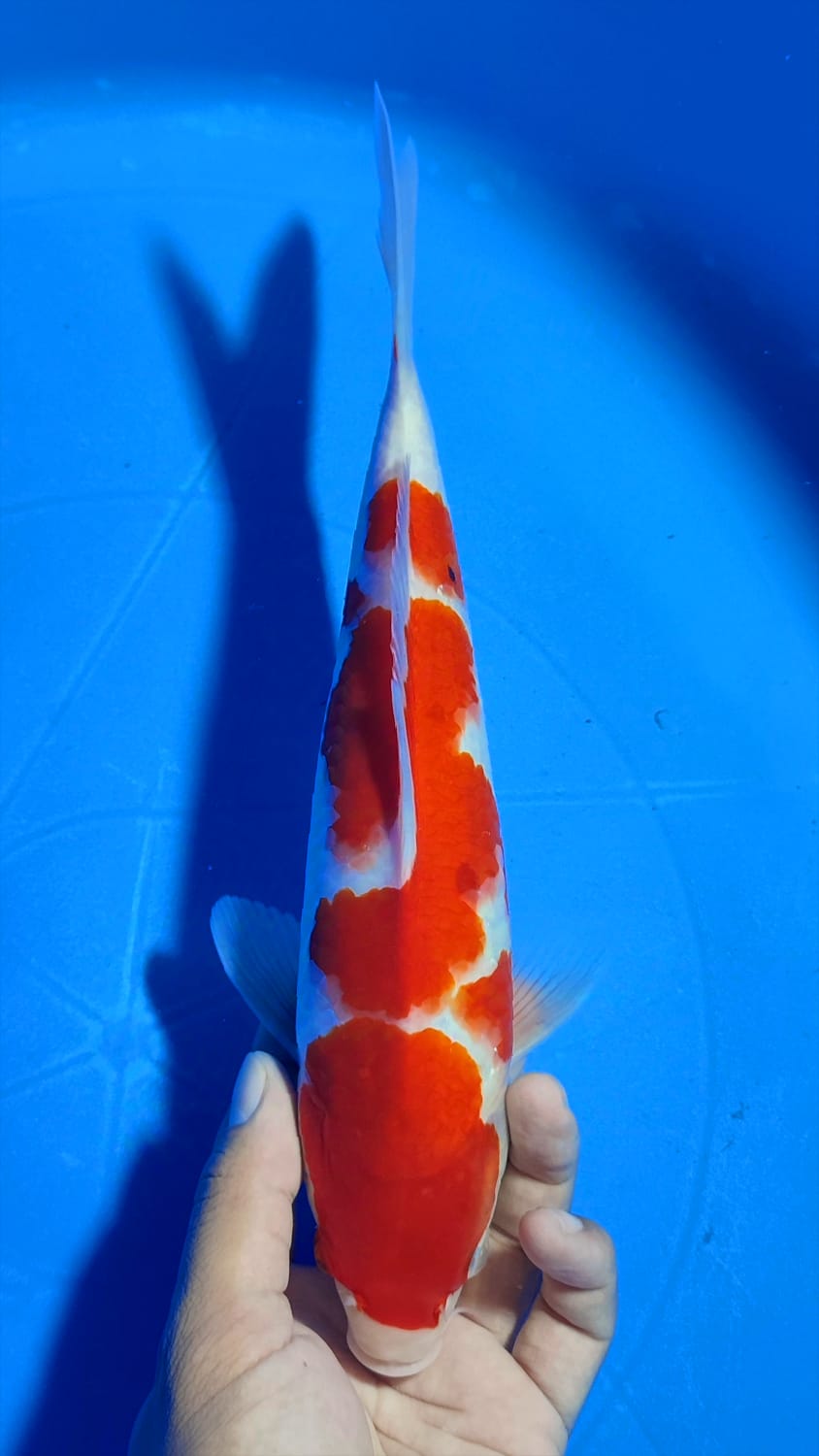 KOHAKU SEMI INAZUMA ORI HQ BL AKF 28cm