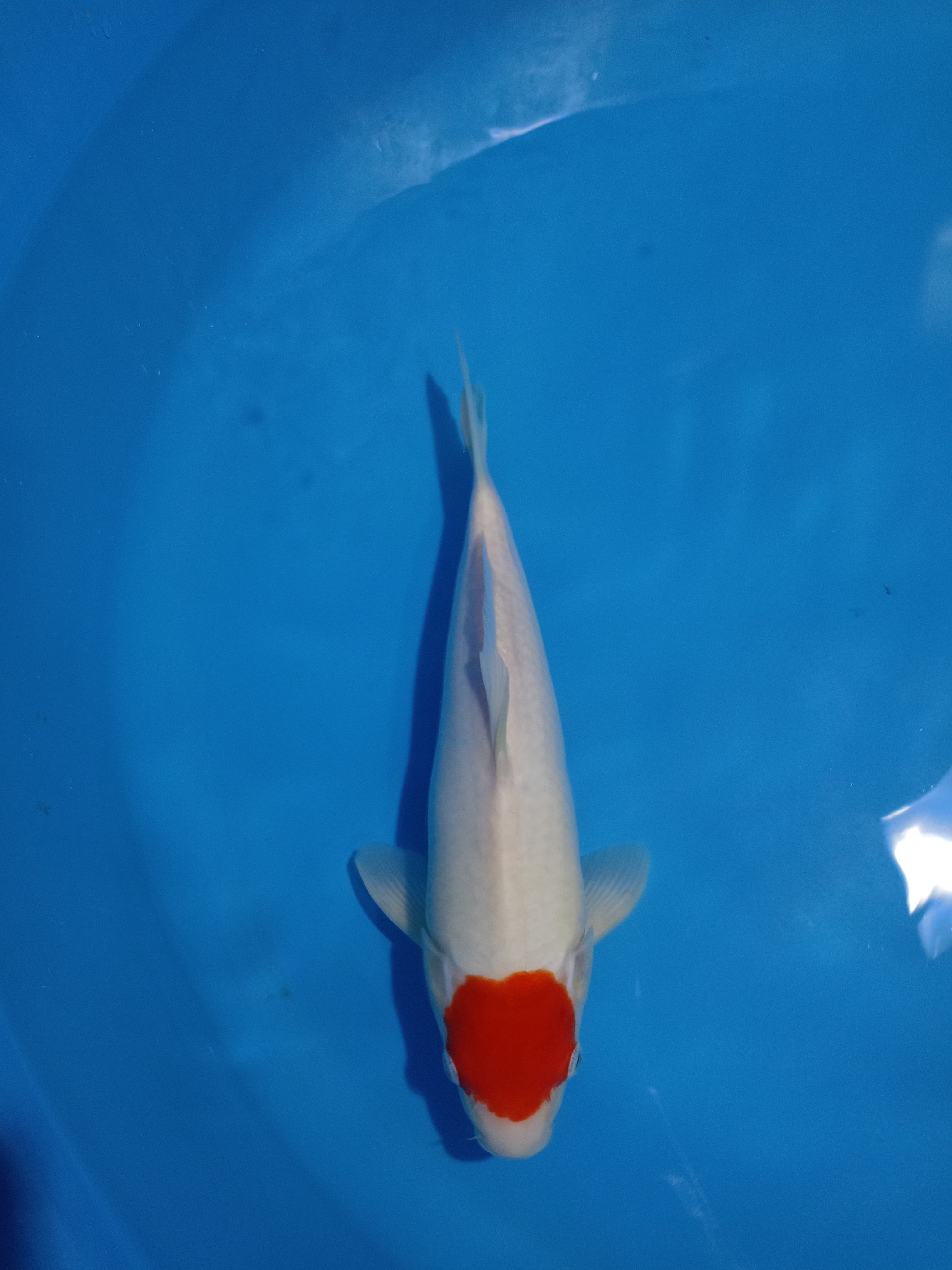 TANCHO ORIGINAL 33cm