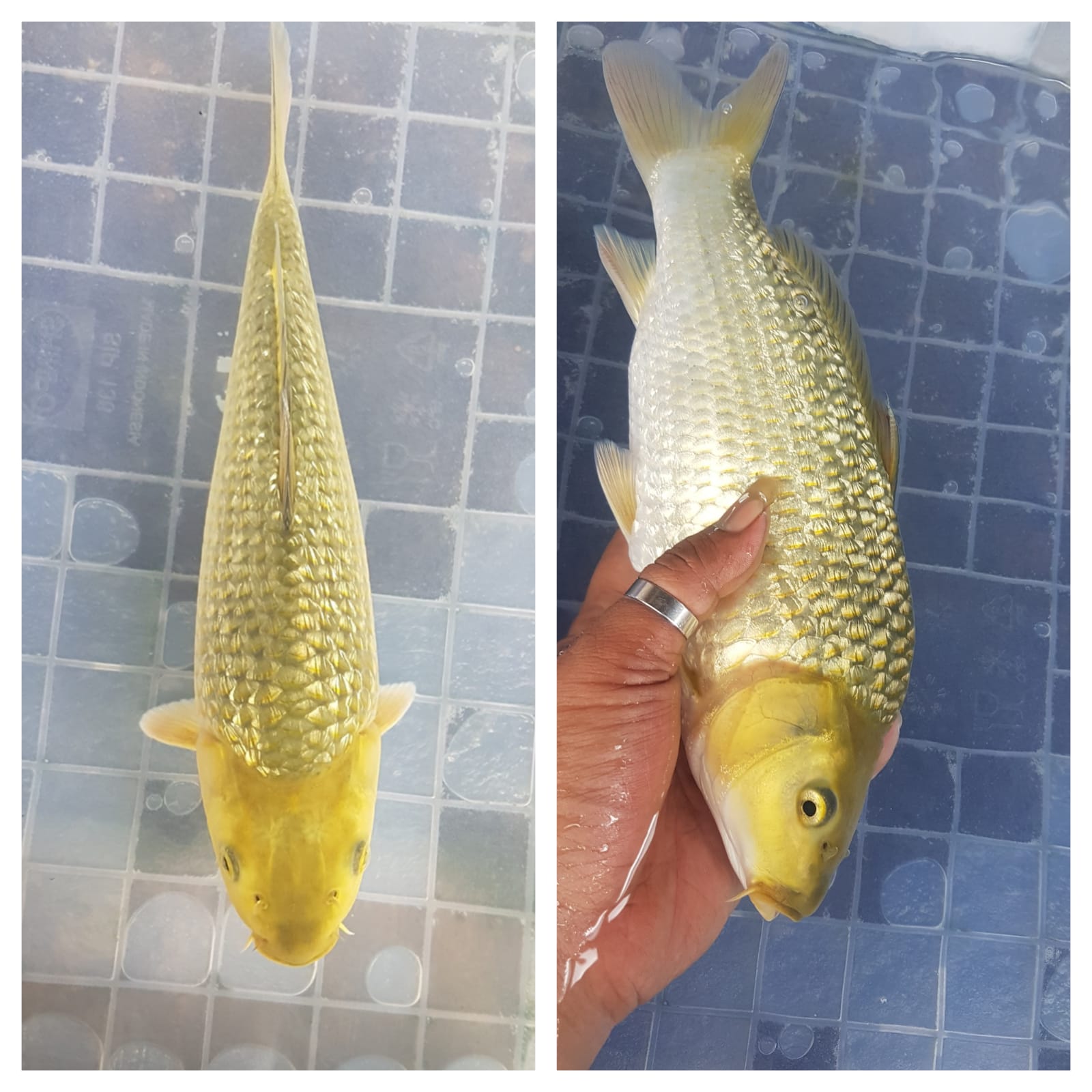 MIDORI GOI FUULL GINRIN MUNUK 27cm