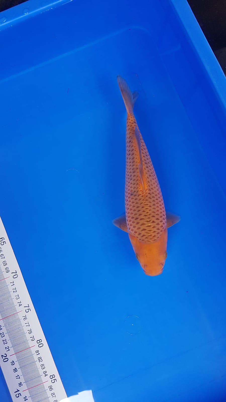KARAMELBULKY RING RAPI 25cm