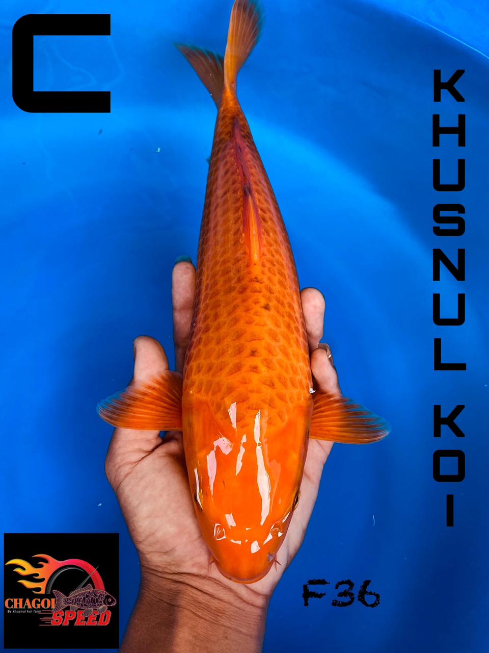 KARAMEL MERAH BREEDER KHUSNUL 36cm