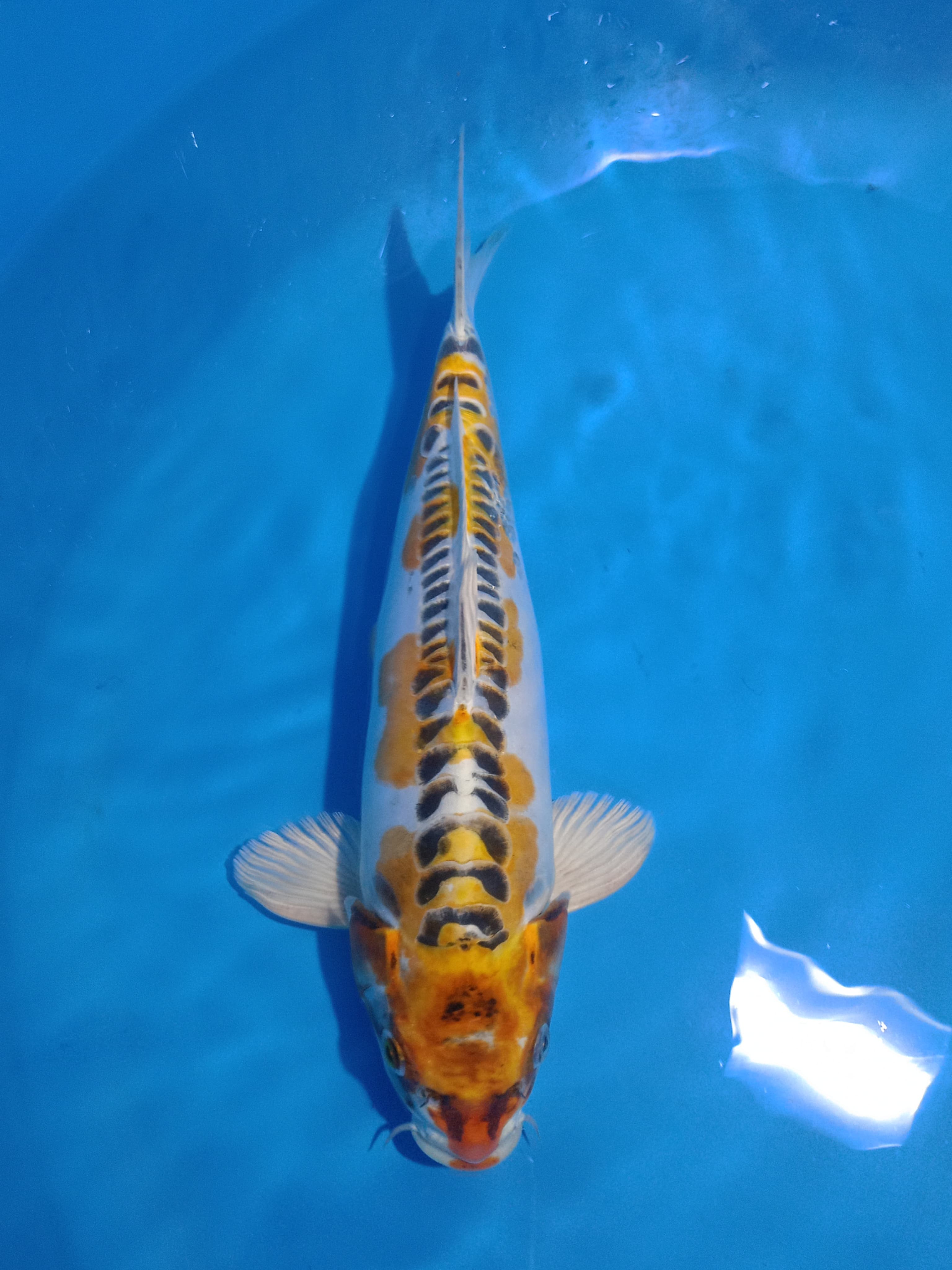 KIKO SHOW QUALTY JANTAN 37cm