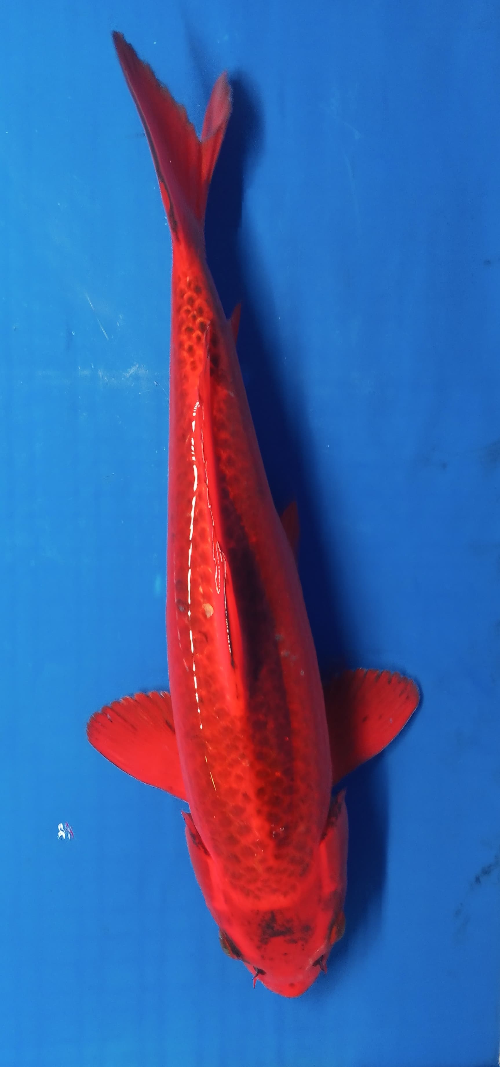 AKA MATSUBA 36cm