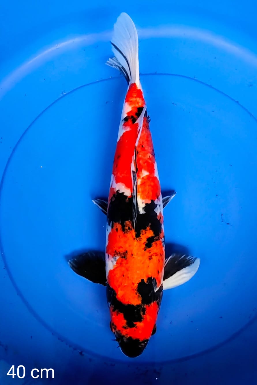 SHOWA 40cm