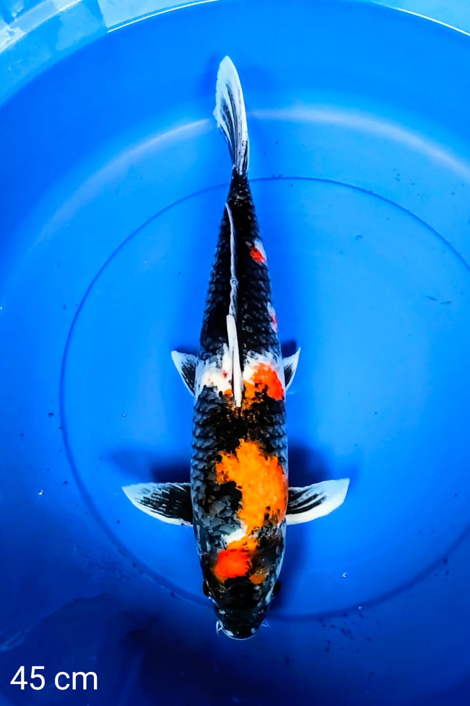 SHOWA 45cm