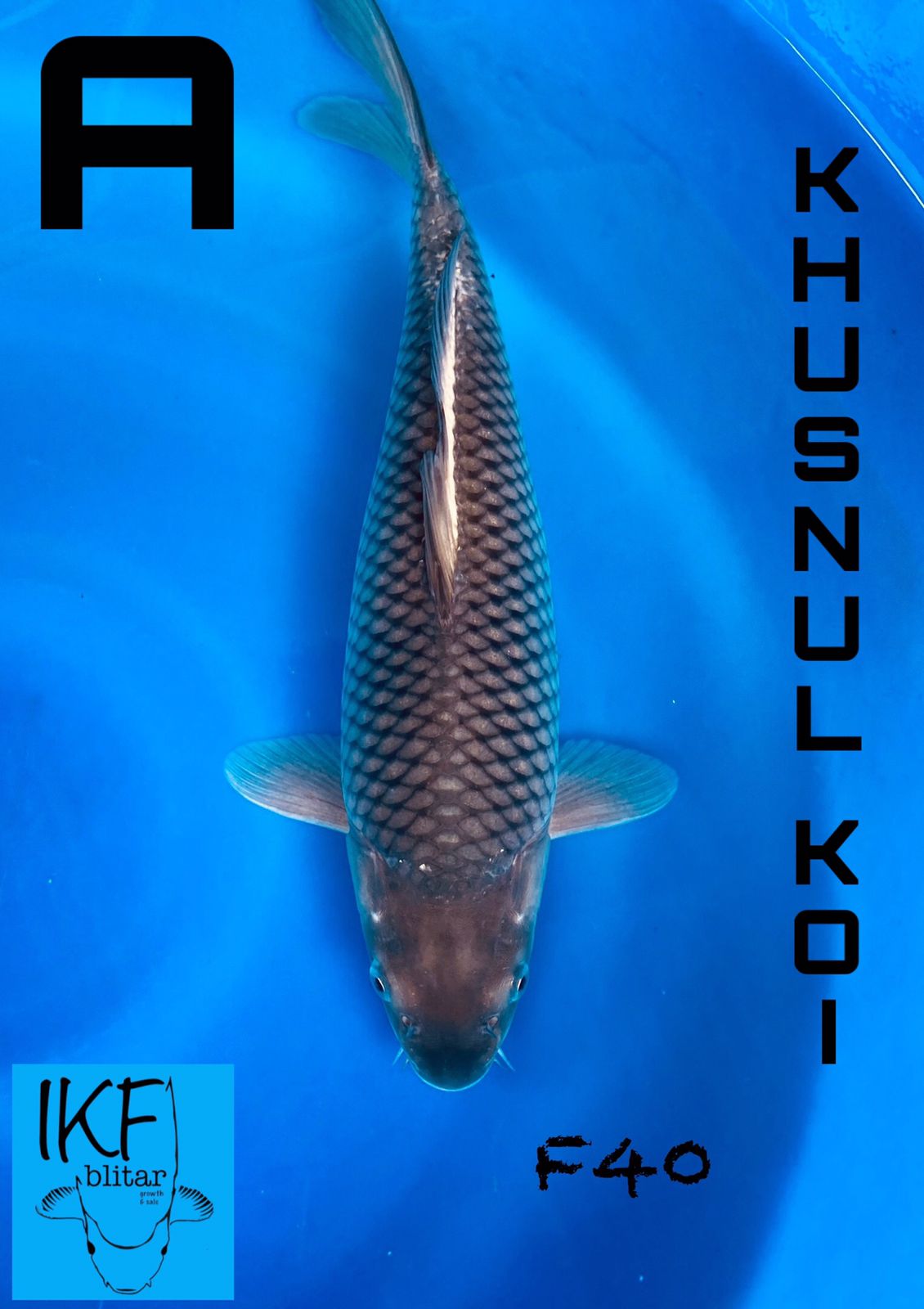 SORAGOI ISTIMEWA BREEDER KHUSNUL 40cm