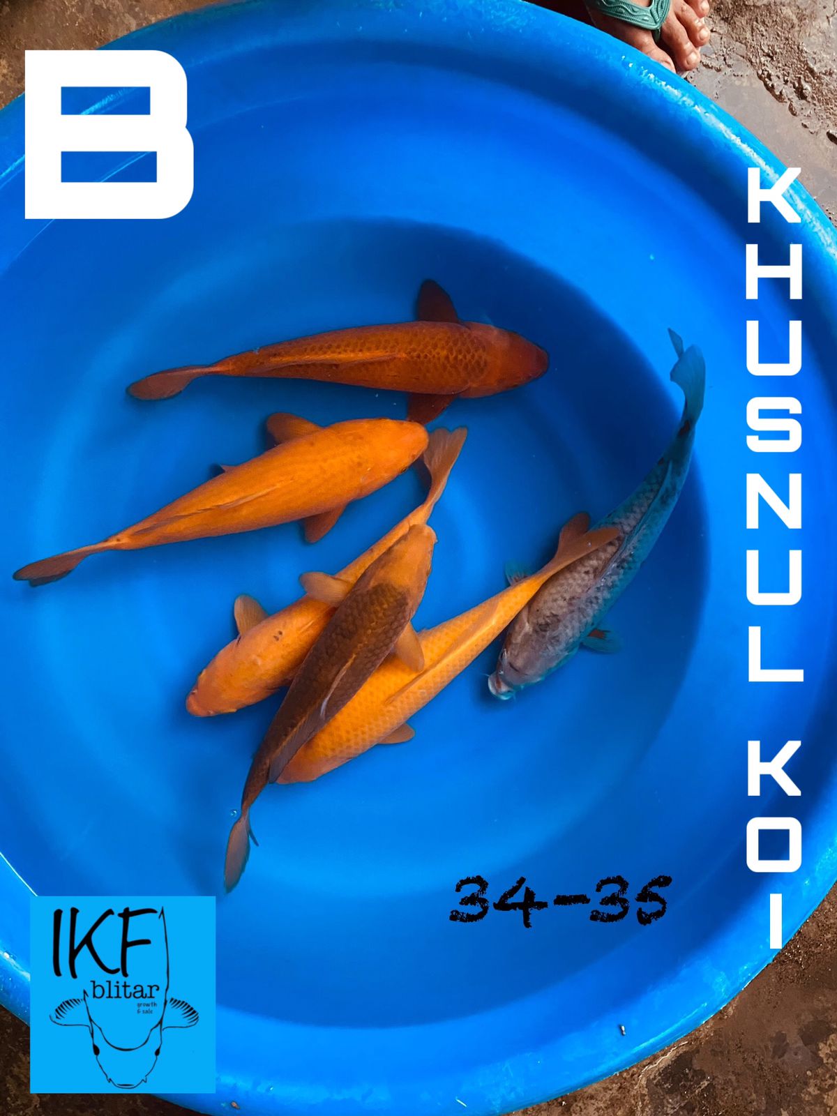 KARASI KARAMEL BREEDER KHUSNUL 34 35cm