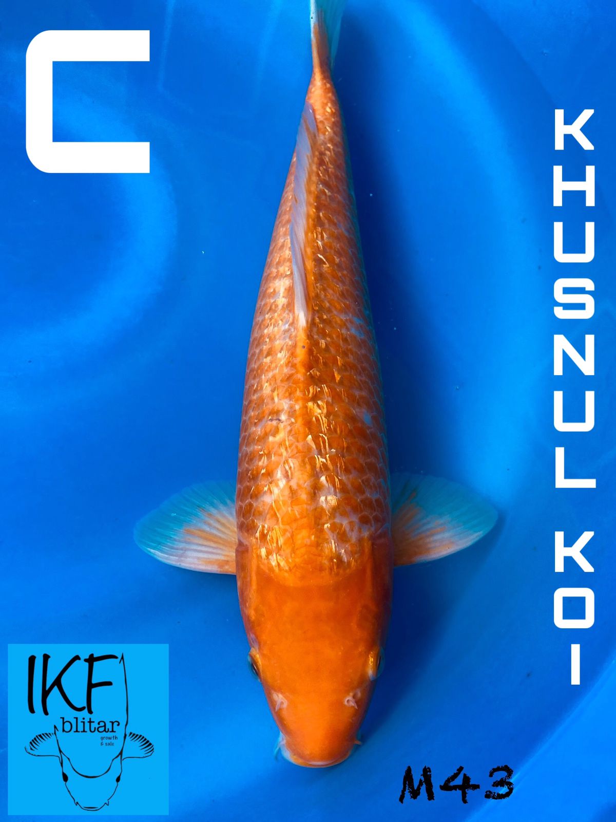 KARASI MALE BREEDER KHUSNUL 43cm