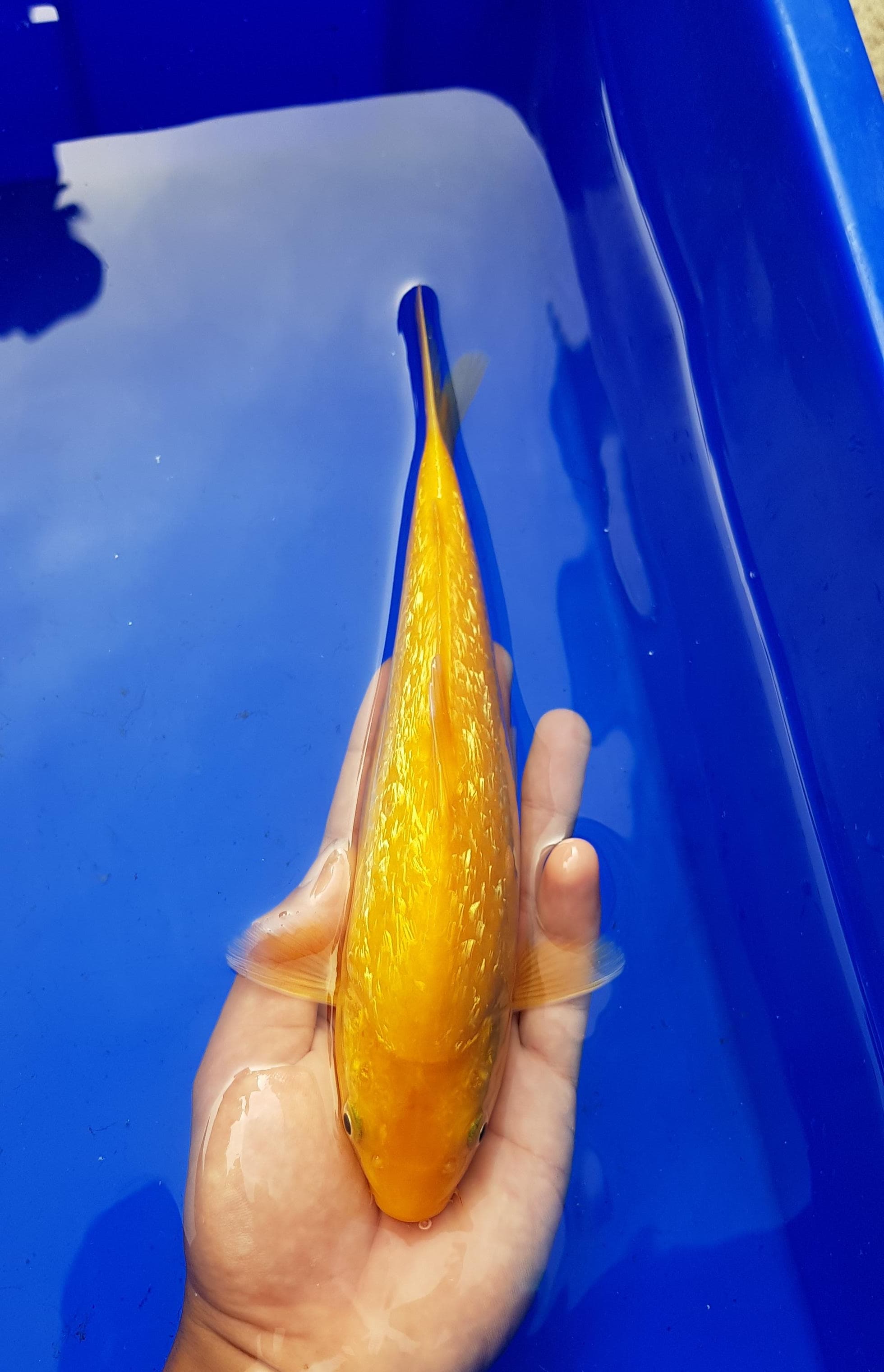 KARASHI GINRIN 28cm