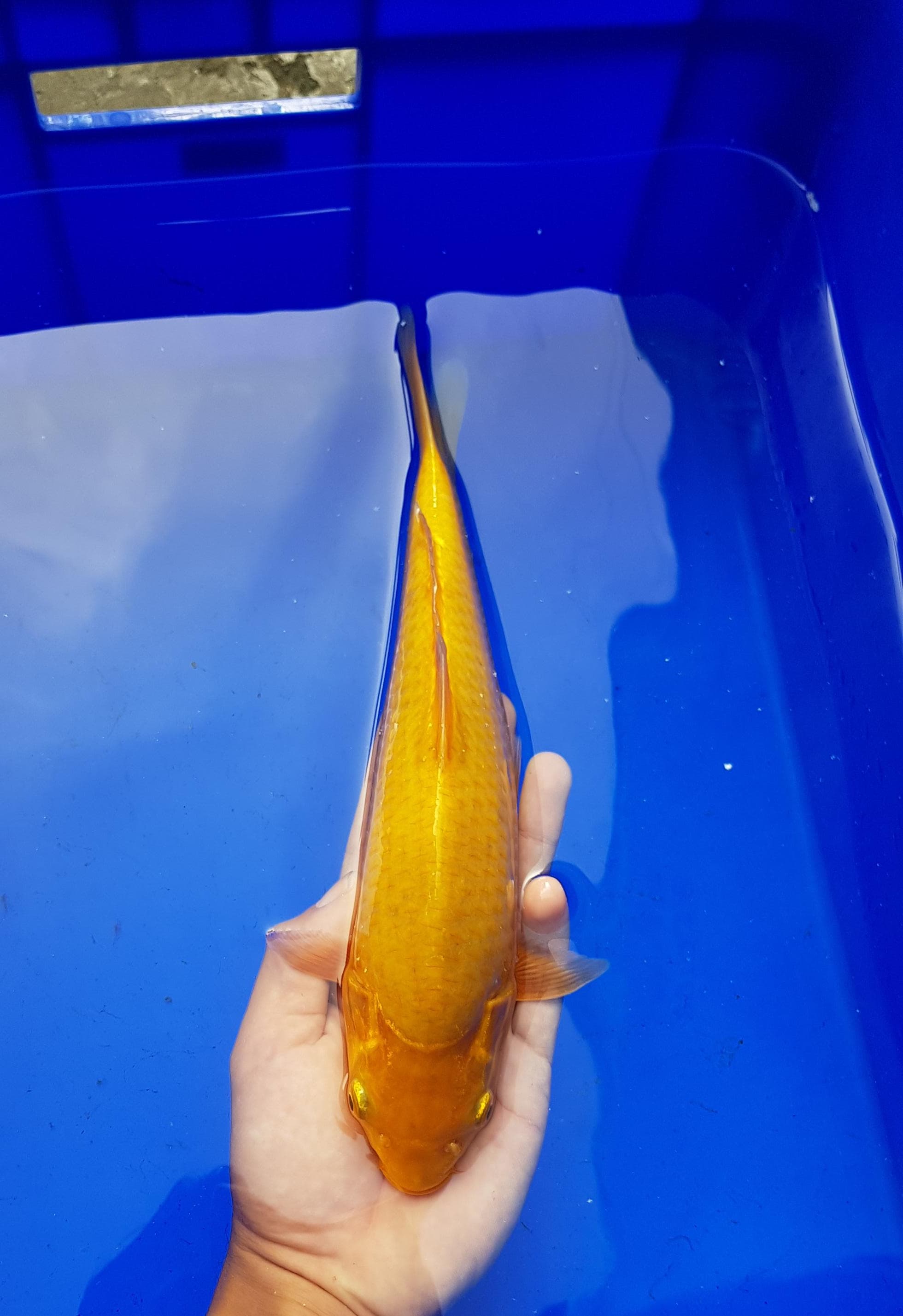 KARAMEL 30cm