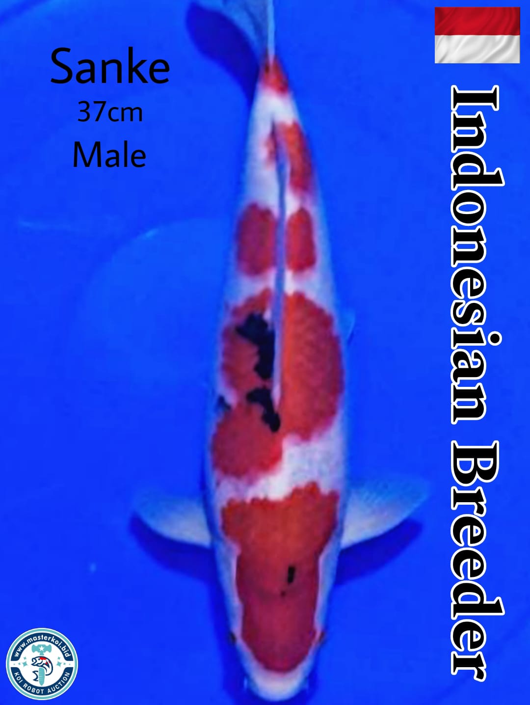 SUPERB SANKE INDONESIAN BREEDER 37cm