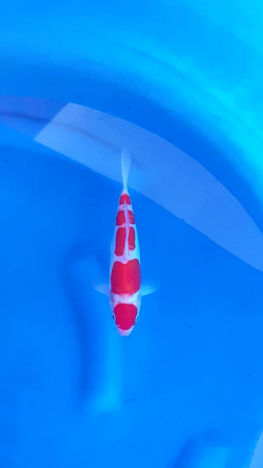 KOHAKU DOITSHU STEP 5 17cm