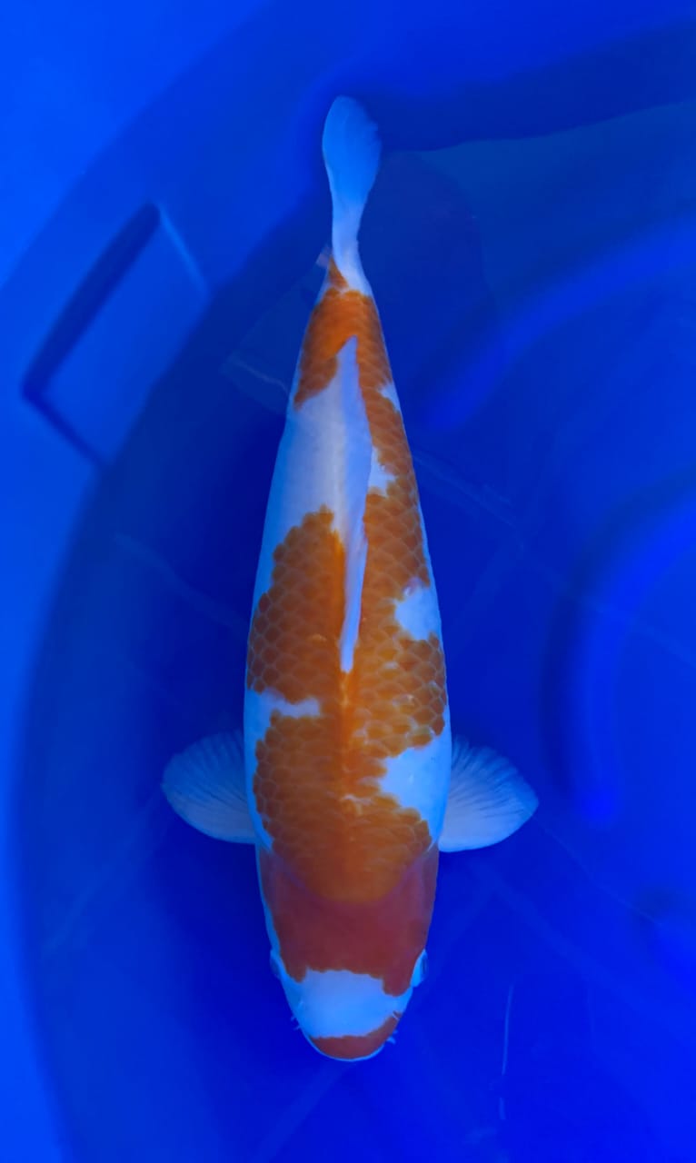 KOHAKU SUPERBULKY 55cm