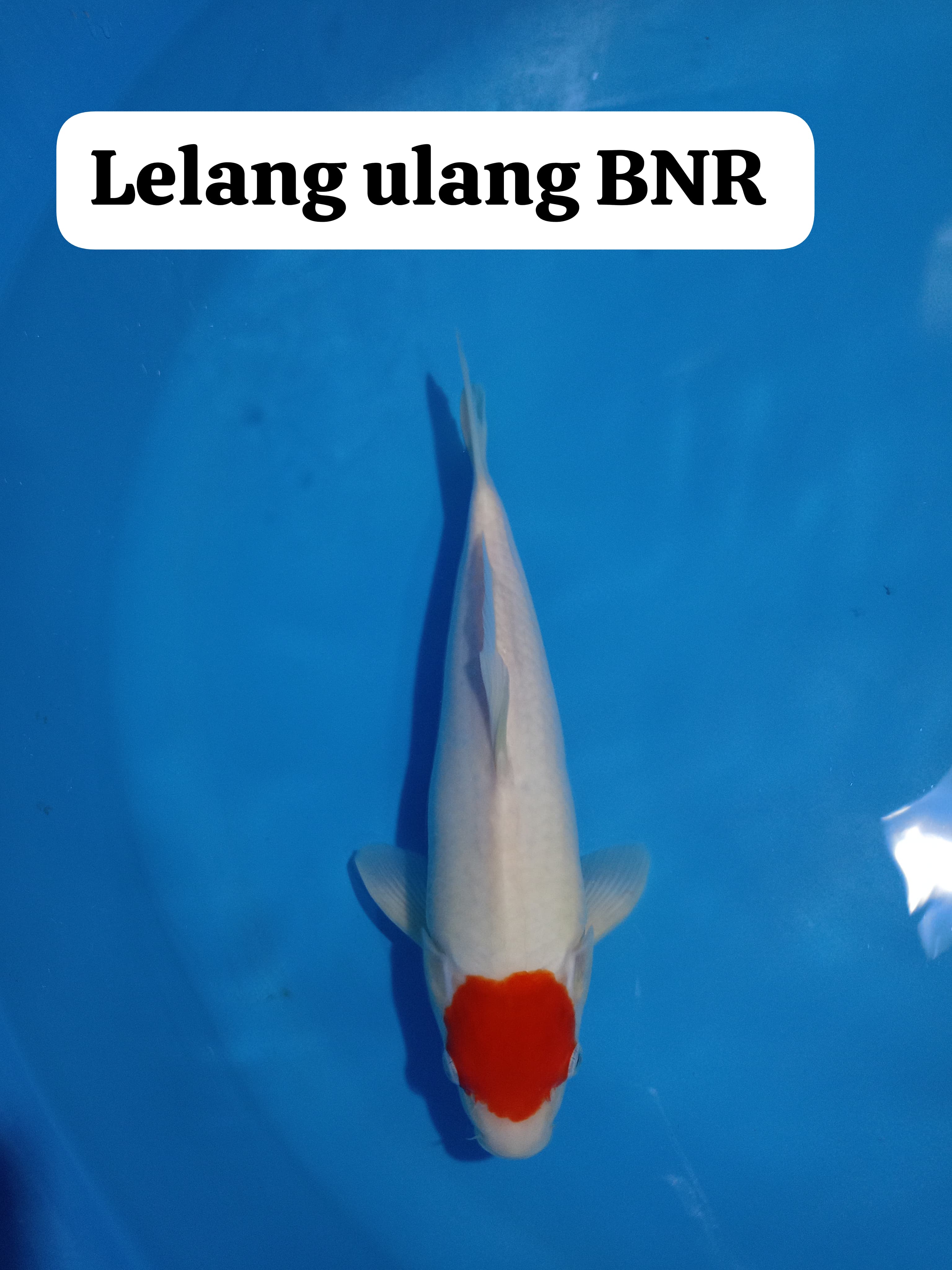 TANCHO KOHAKU JANTAN BNR 33cm