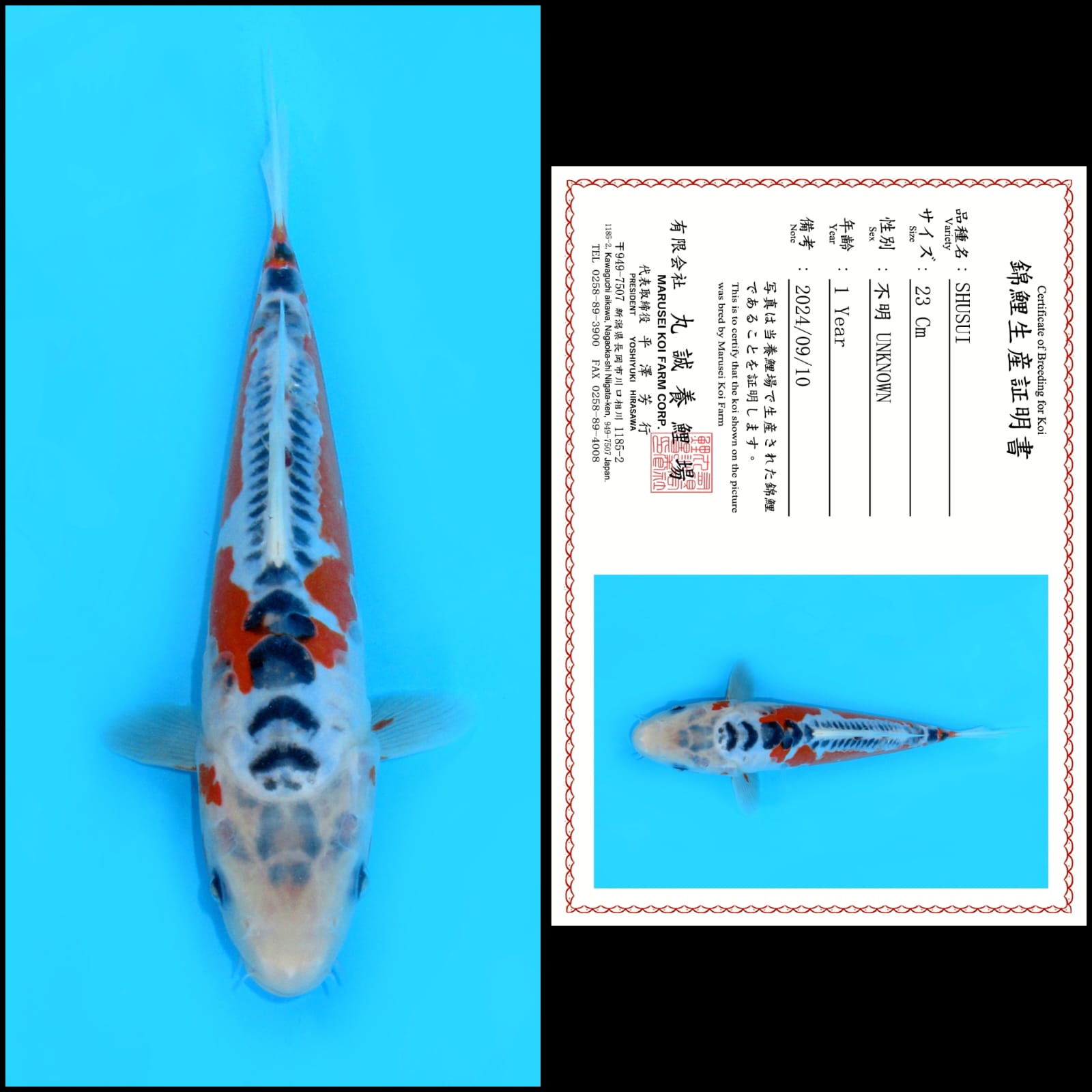 SHUSUI IMPOR MARUSEI UNCHEK 23cm