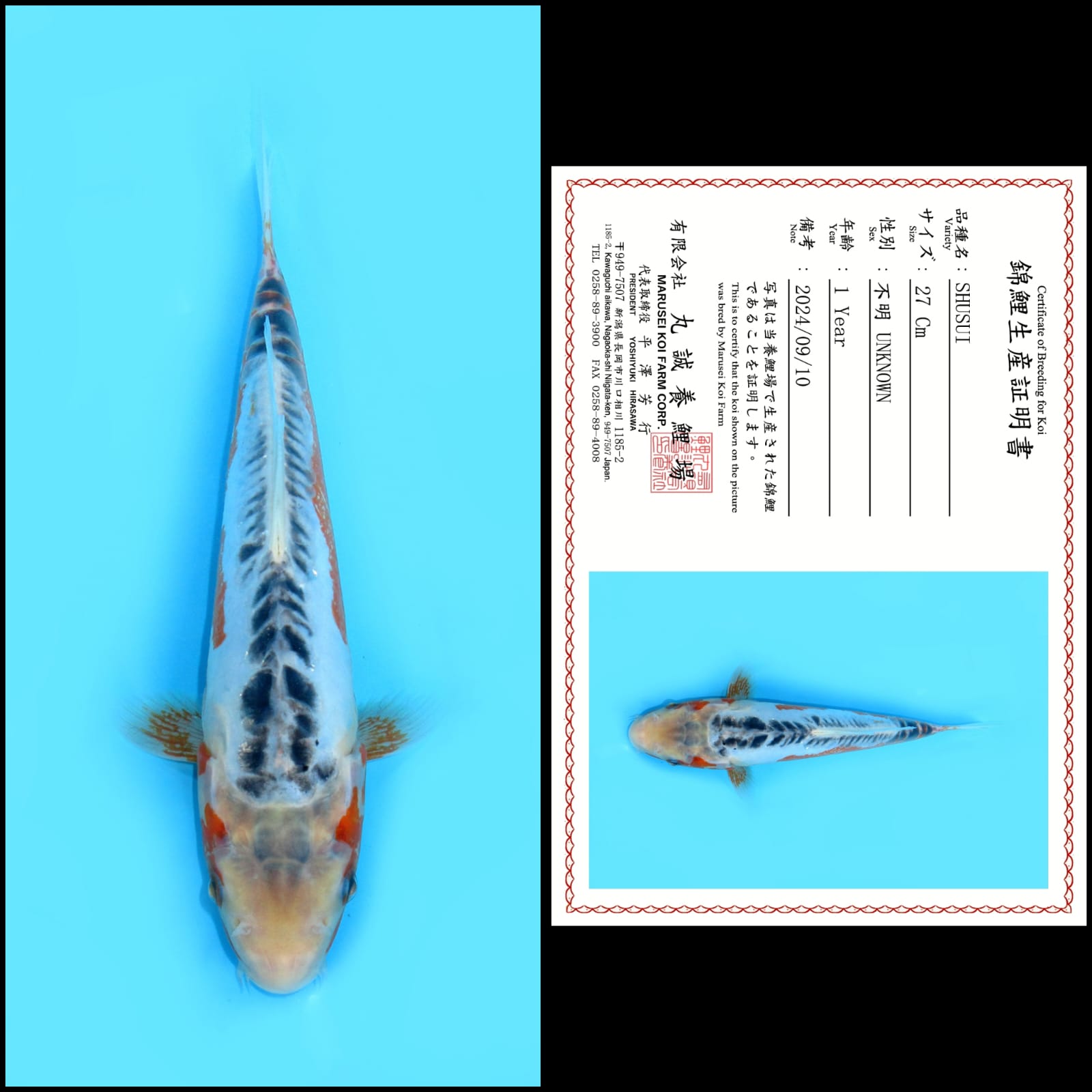 SHUSUI IMPOR MARUSEI UNCHEK 27cm