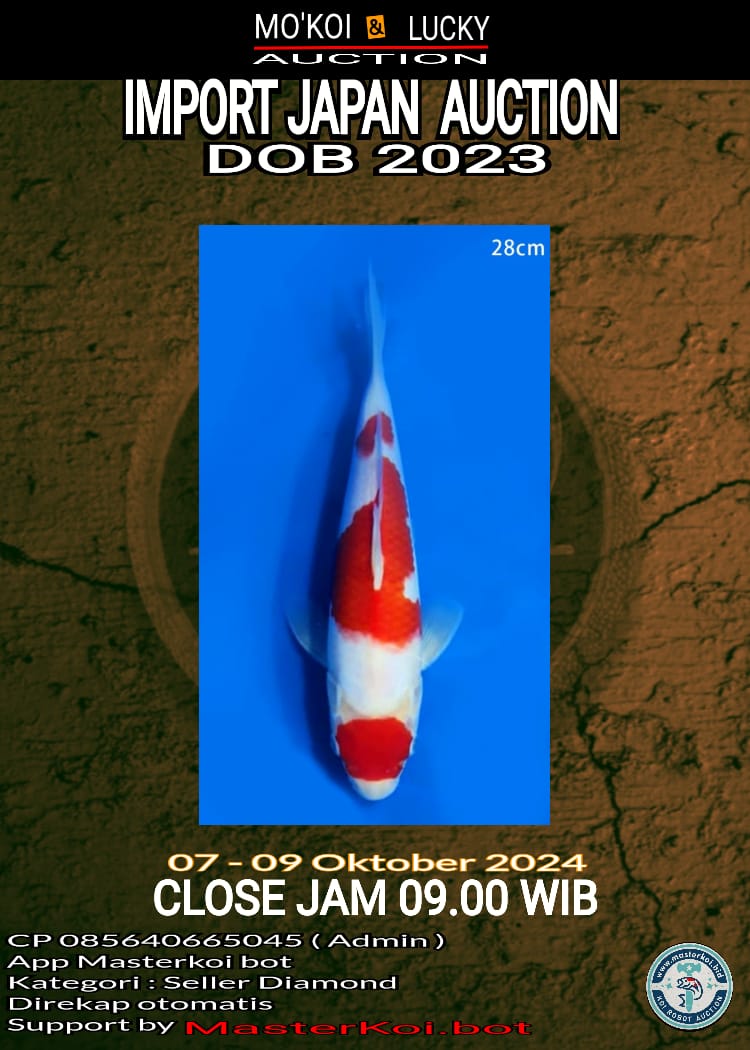KOHAKU MATSUE 28cm