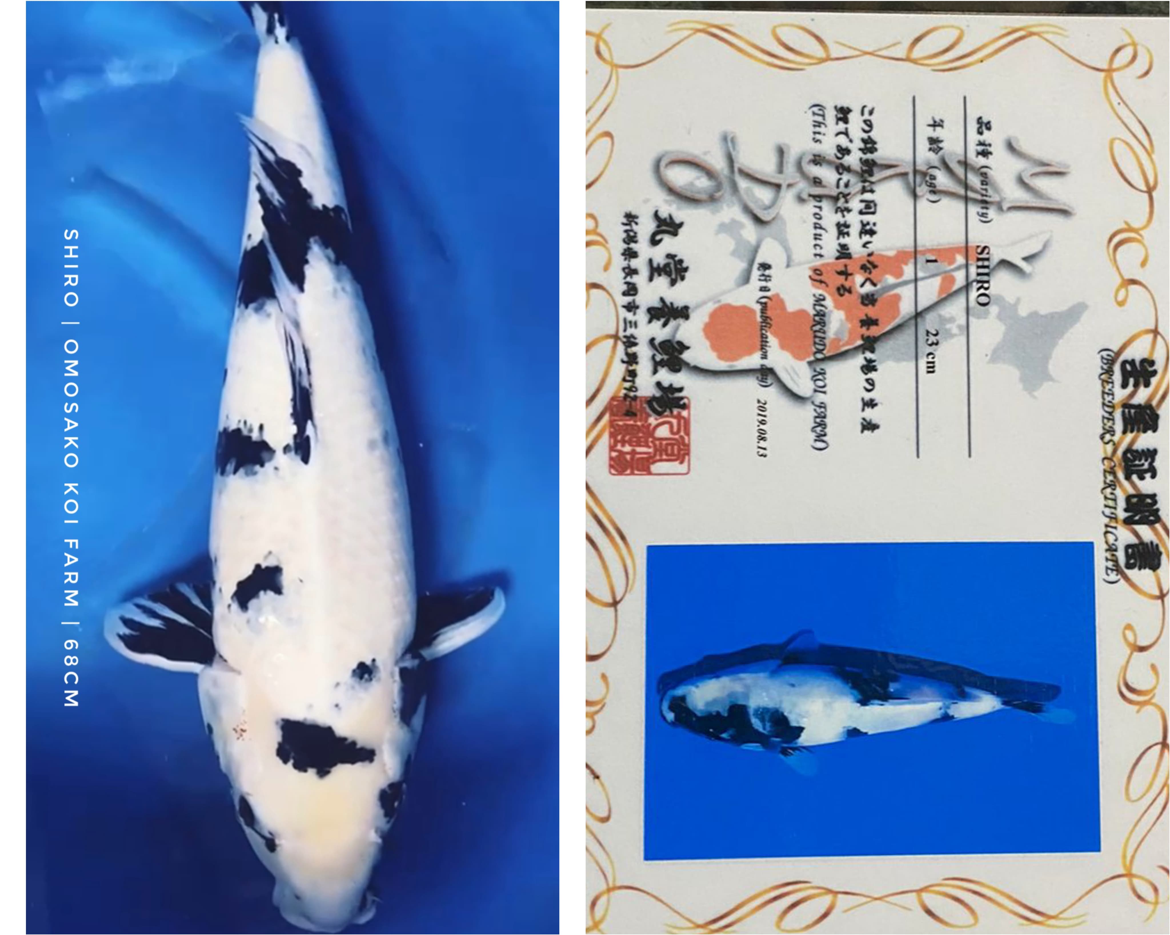 SHIRO IMPORT MARUDO KOI FARM 68cm