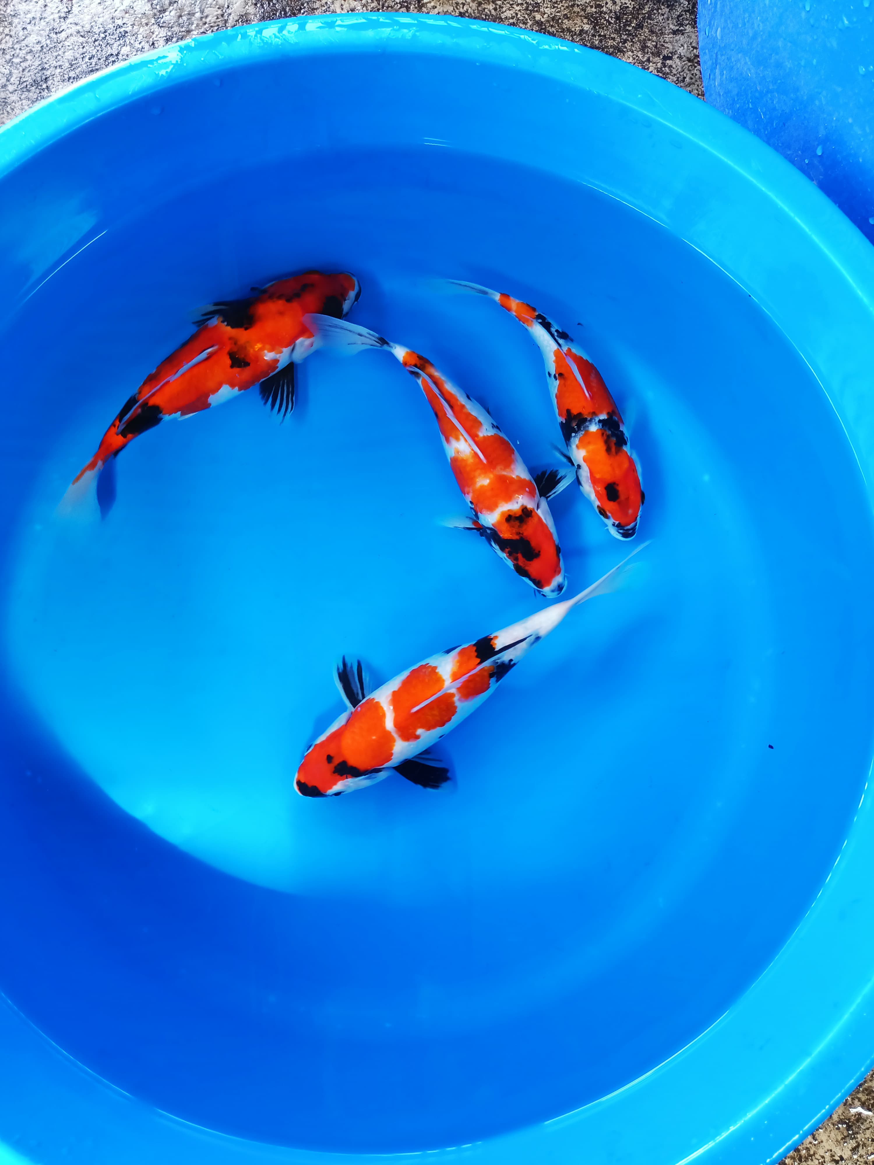 PAKET SHOWA SANSHOKU 2527cm