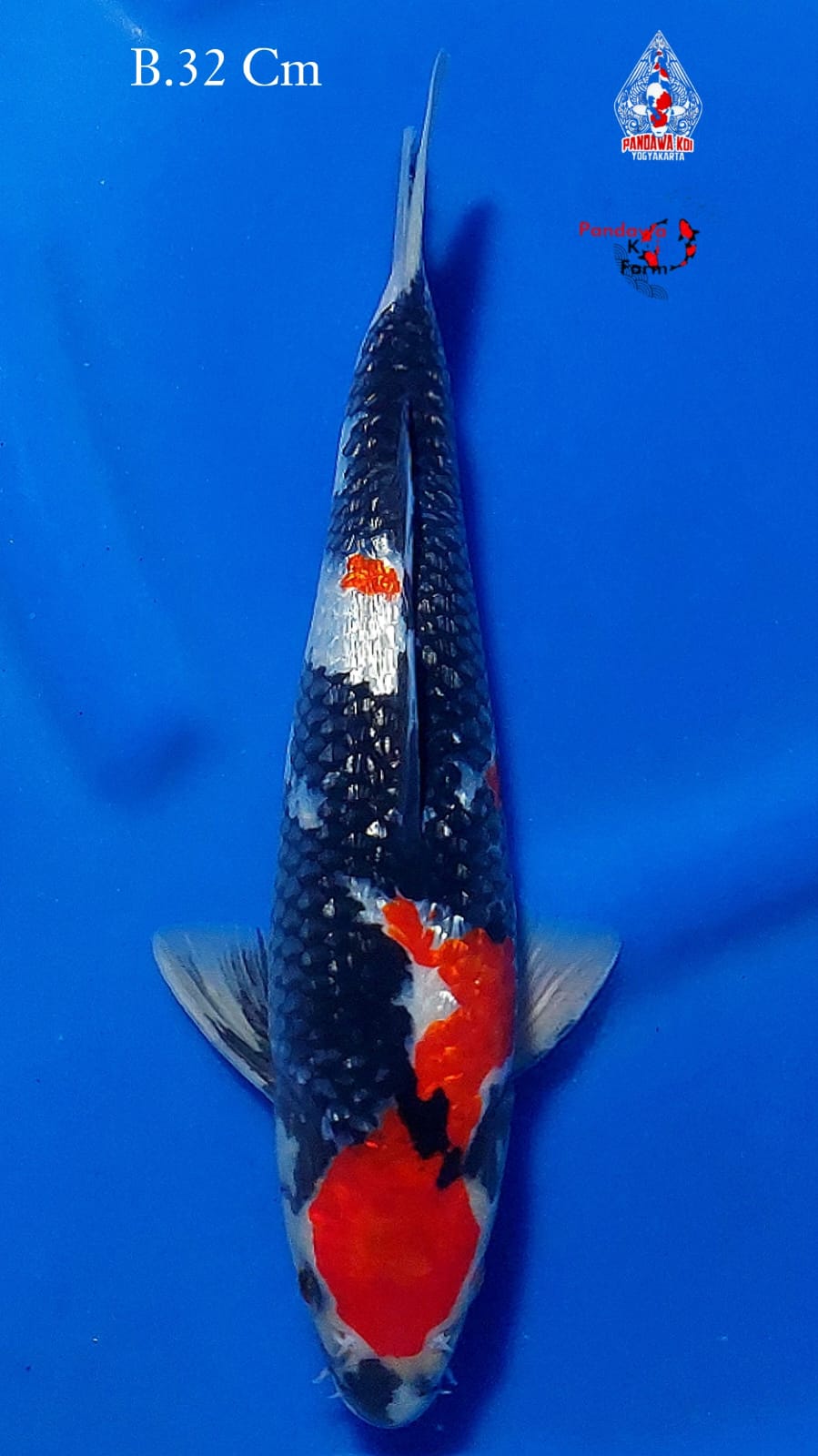 SHOWA GINRIN MARUTEN 32cm
