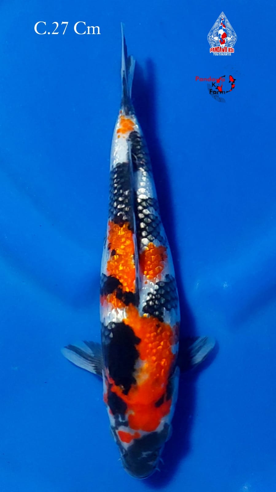 SHOWA GINRIN 27cm