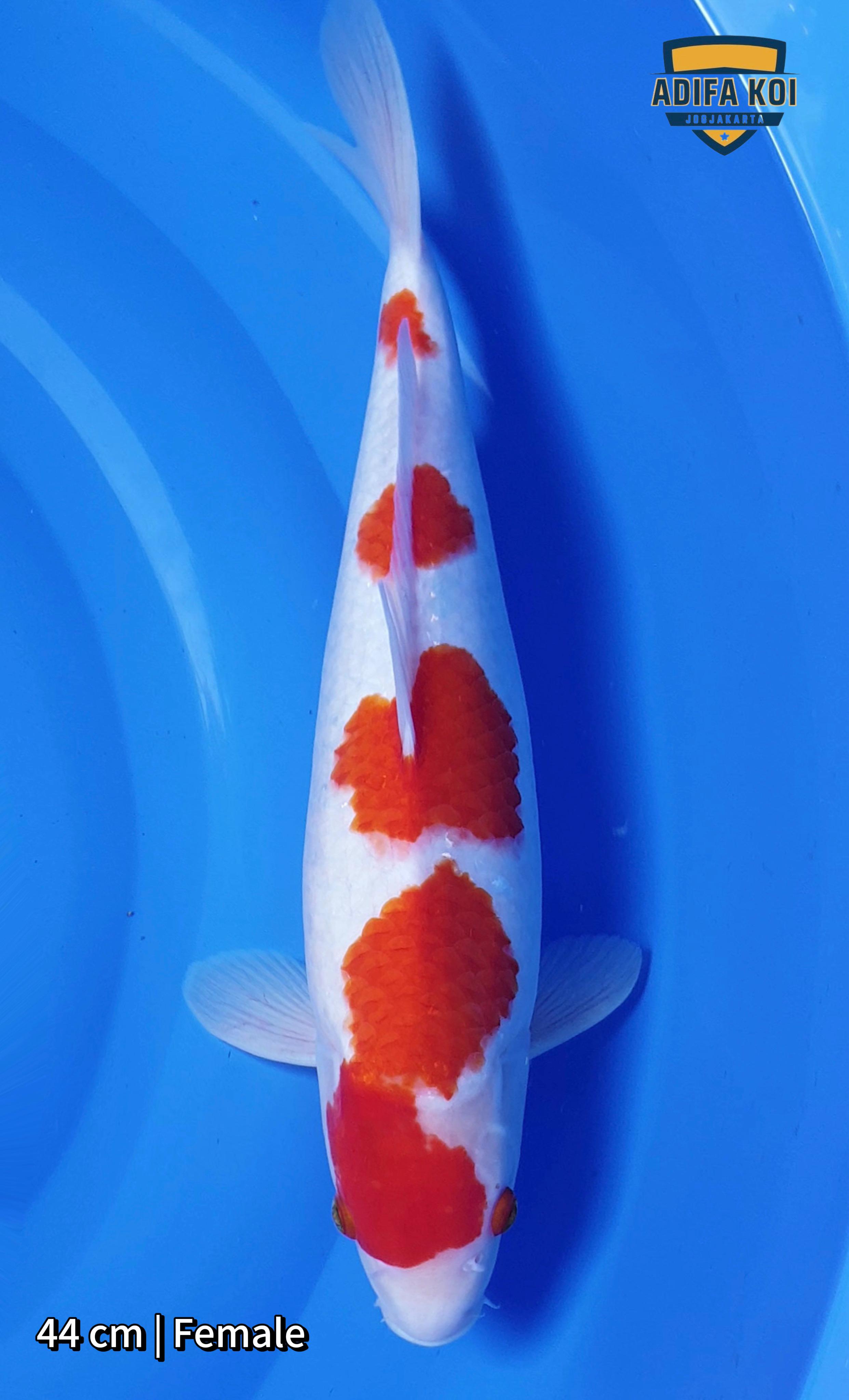 SHOWA TATEGOI 44cm