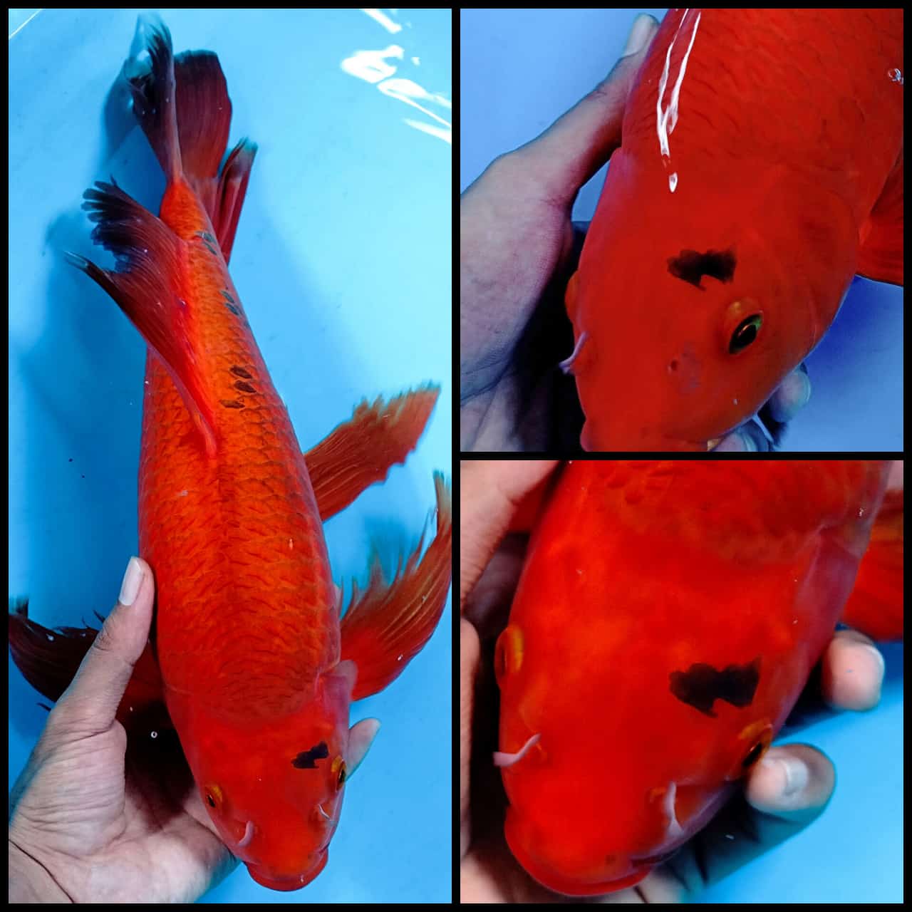 KUMPAY CARAMEL MALE 45cm