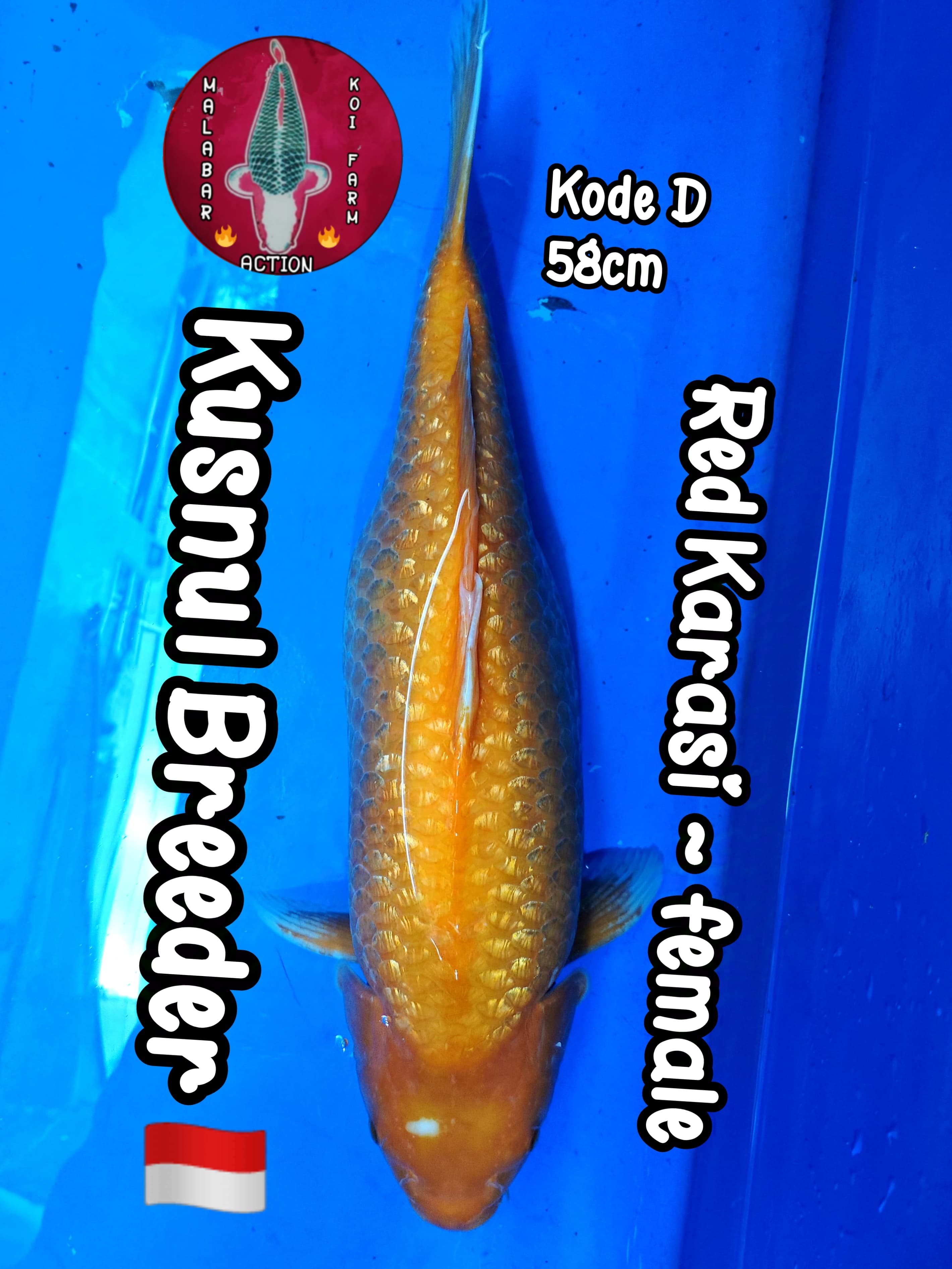 GINRIN RED KARASI GENDONG TELOR FEMALE BREED KHUSNUL BREEDER 58cm