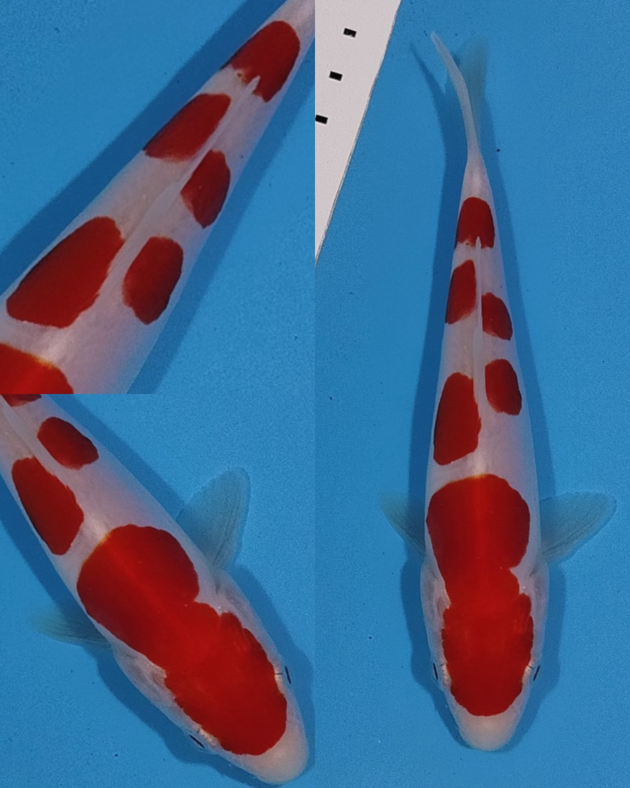 KOHAKU DOITSU MURNI 15cm