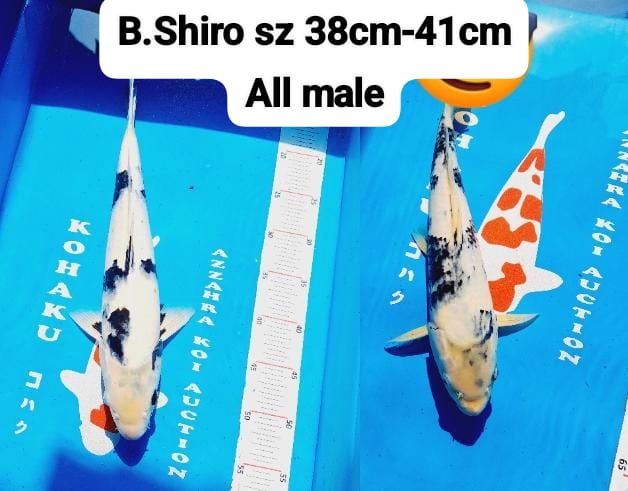 SHIRO 2 EKOR 41cm