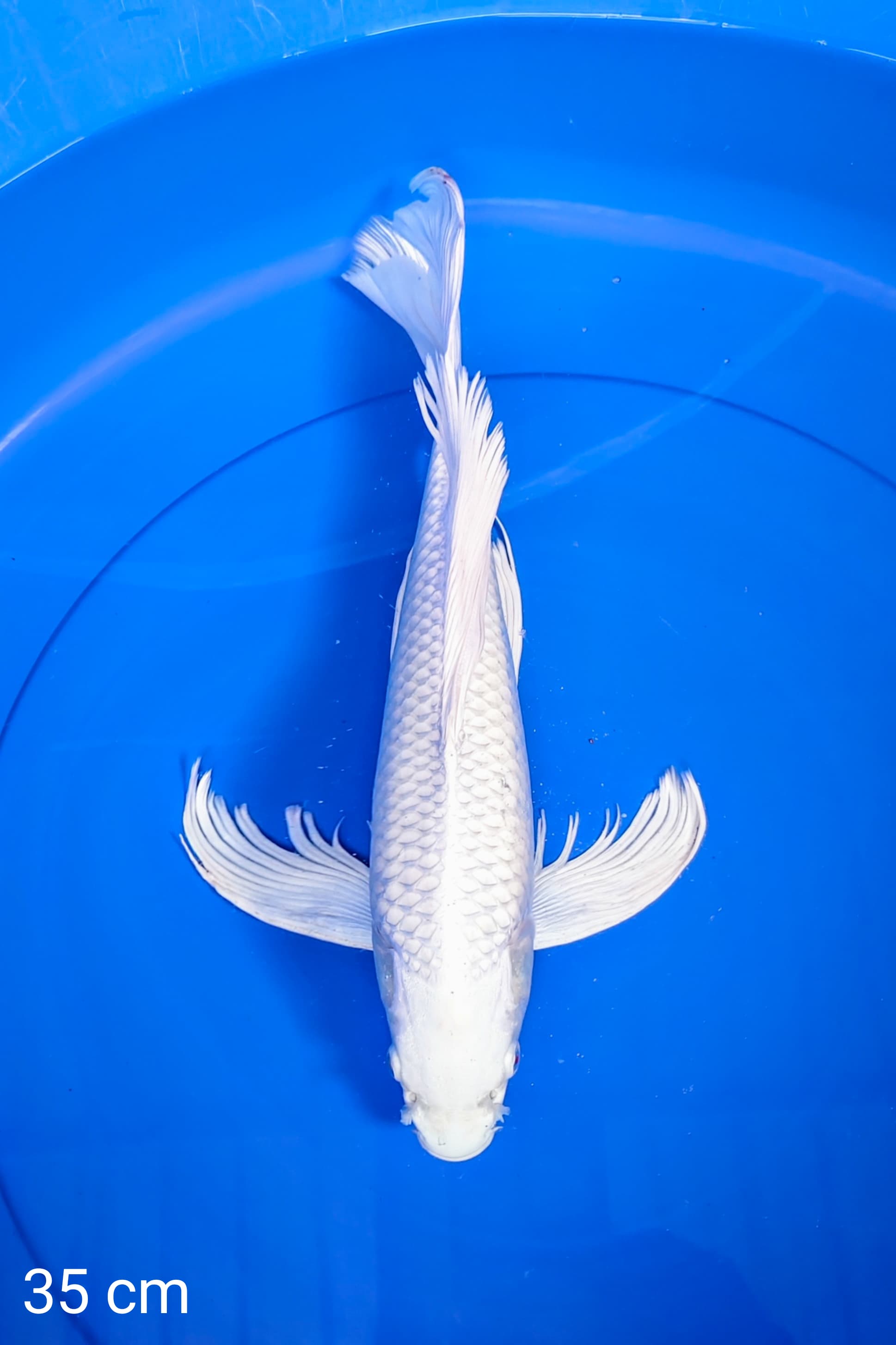 PLATINUM KUMPAY 35cm