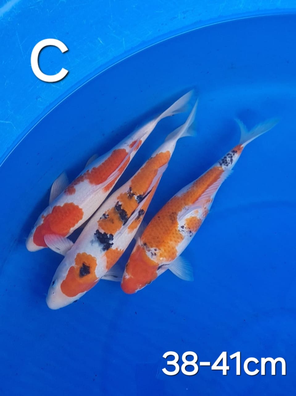MIX C 40cm