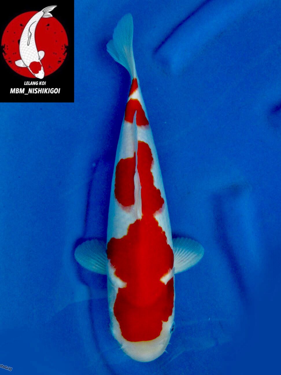 SUPER ORIGINAL KOHAKU F1 SAKAI UNCHEK 33cm