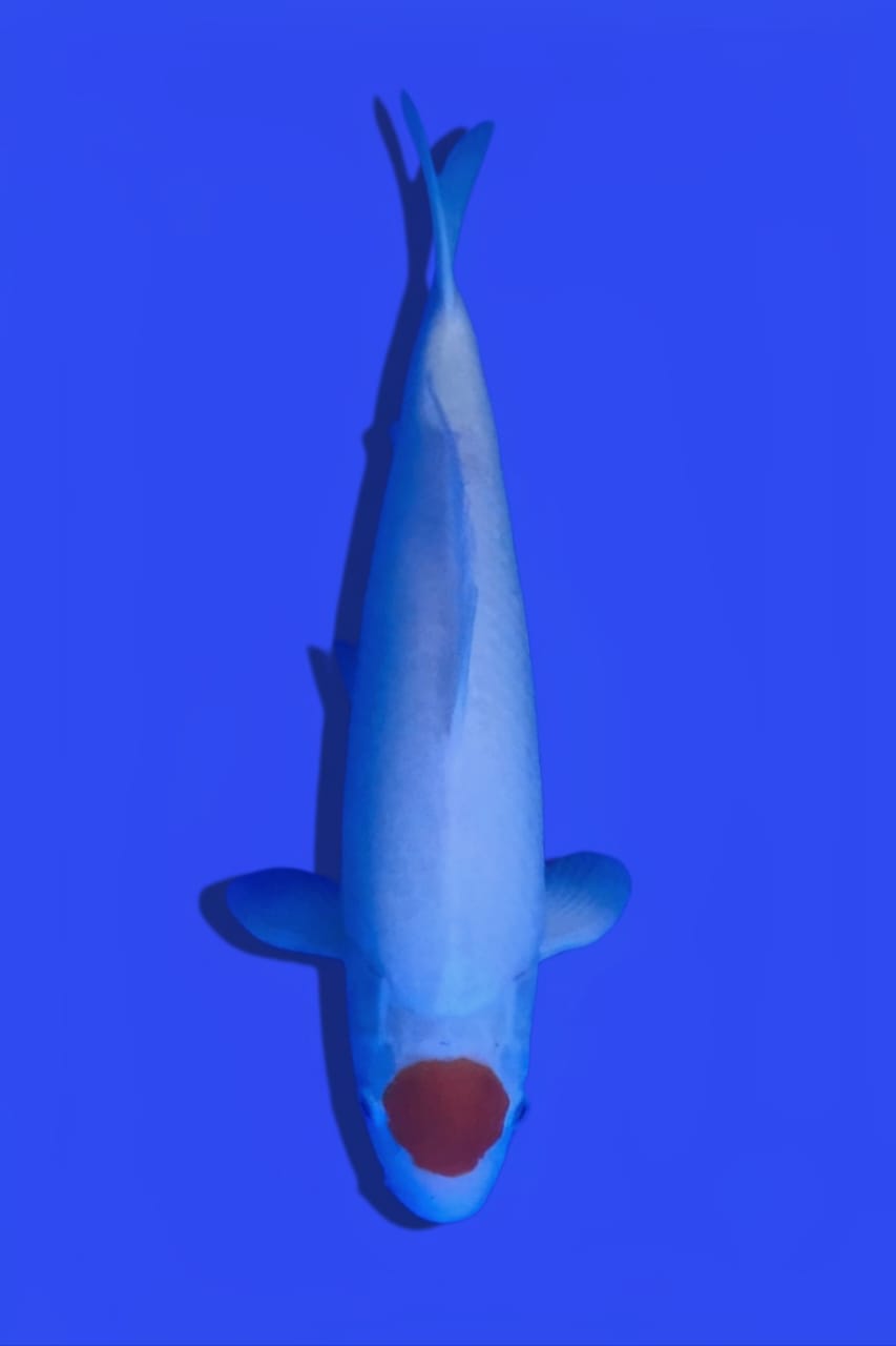 TANCHO KOHAKU 43cm