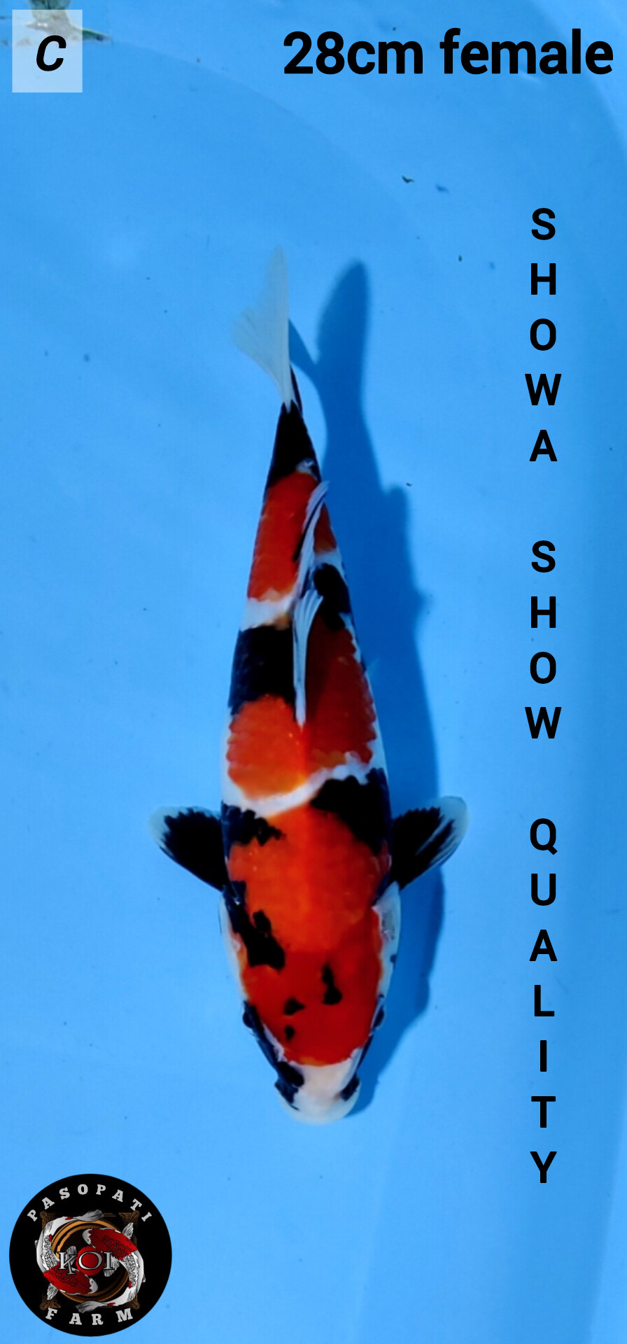 SHOWA ORIGINAL SKIN HALUS CALON SHOW SUMI SUDAH FINIS FEMALE 28cm