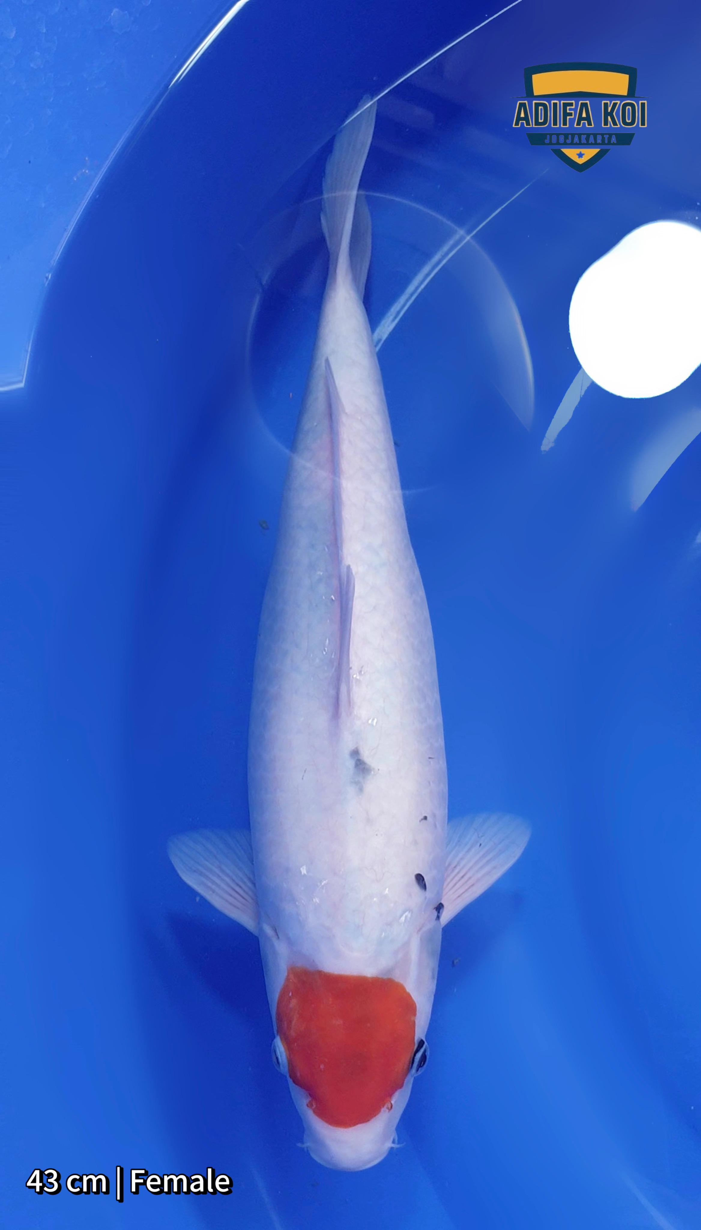 TANCHO SHOWA 43cm
