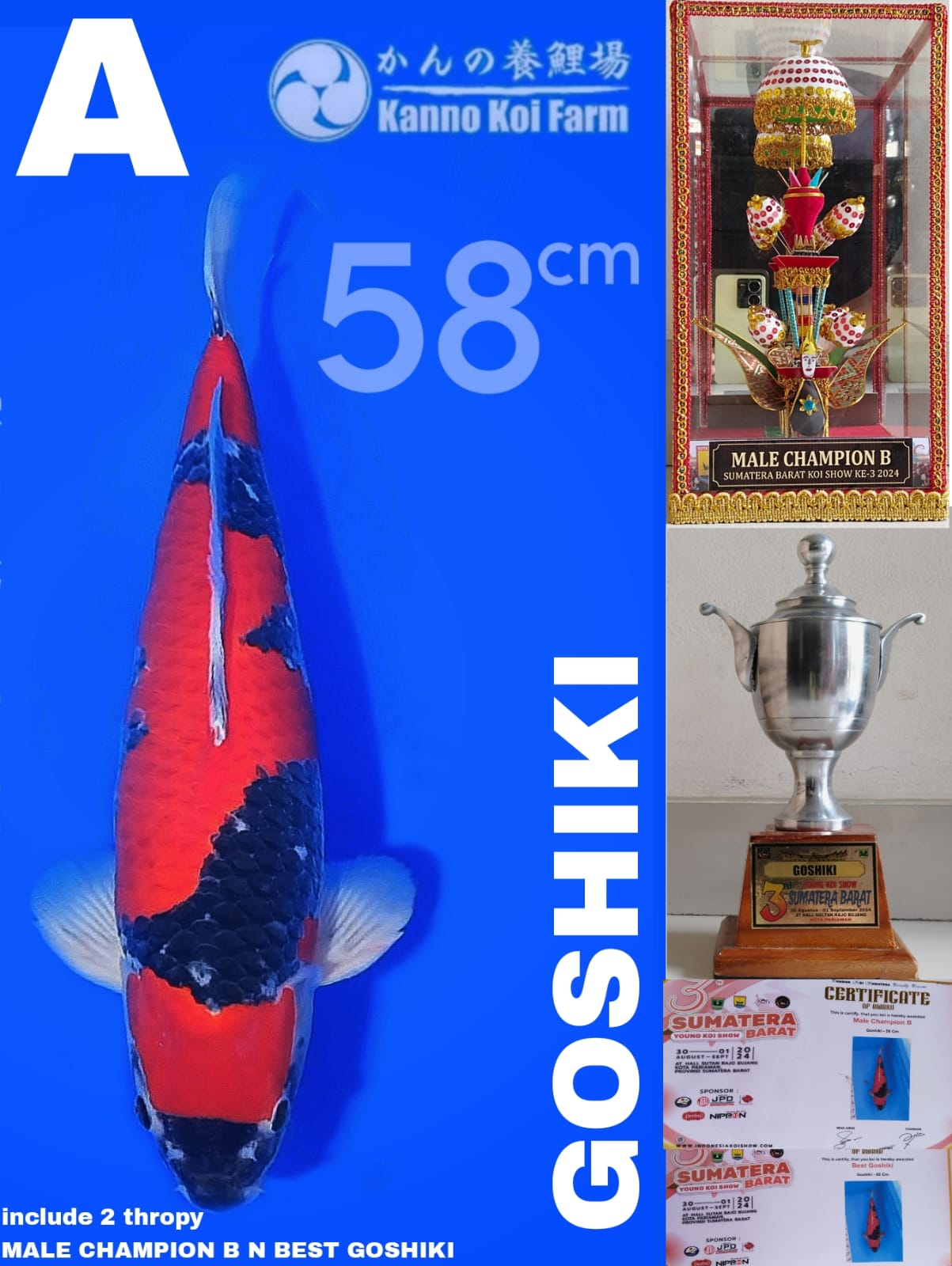 GOSHIKI KANNO KOI FARM READY SHOW KLATEN 58cm